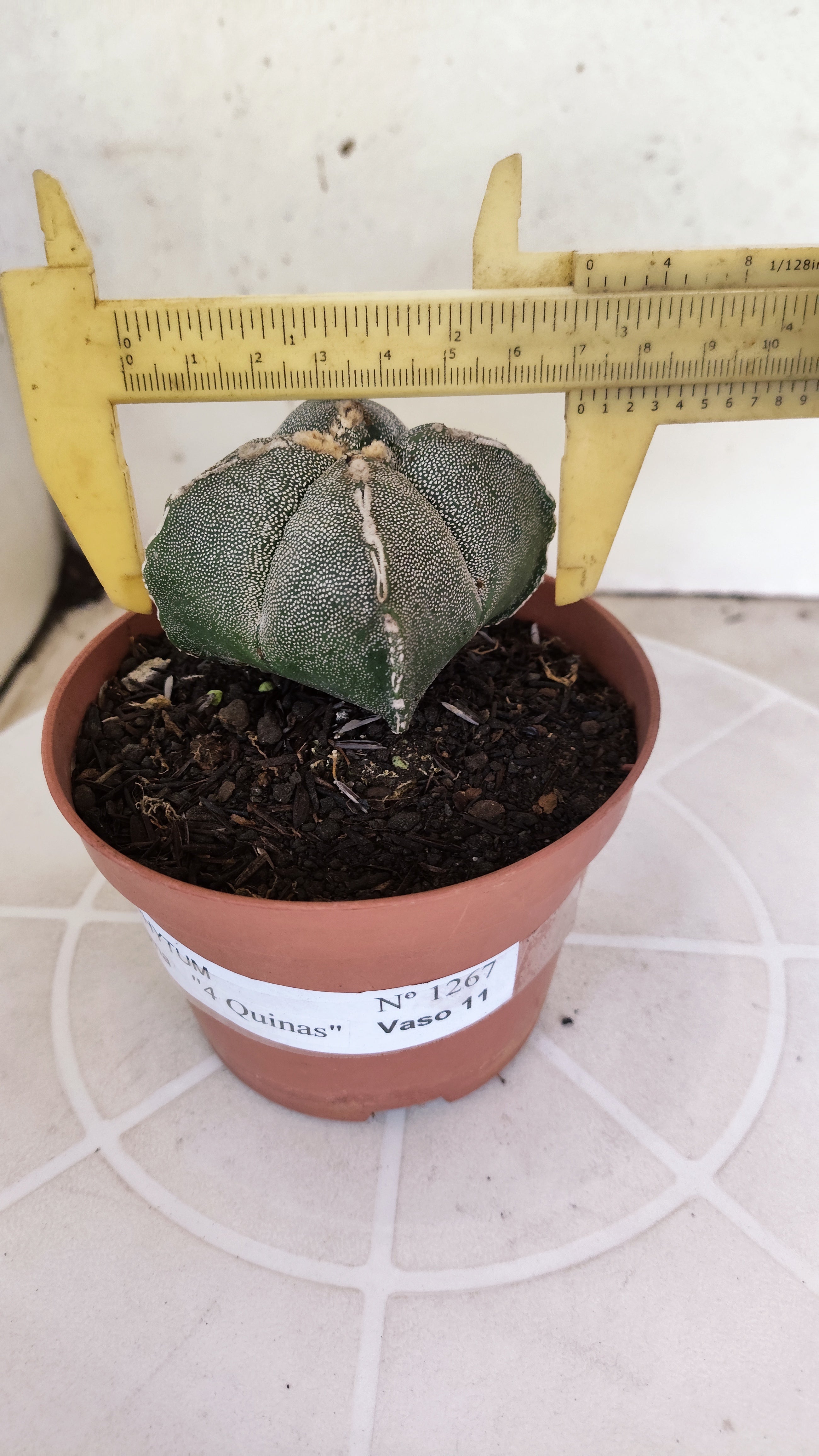 ASTROPHYTUM Myriostigma "4 Quinas"  Nº 1267 – vaso 11