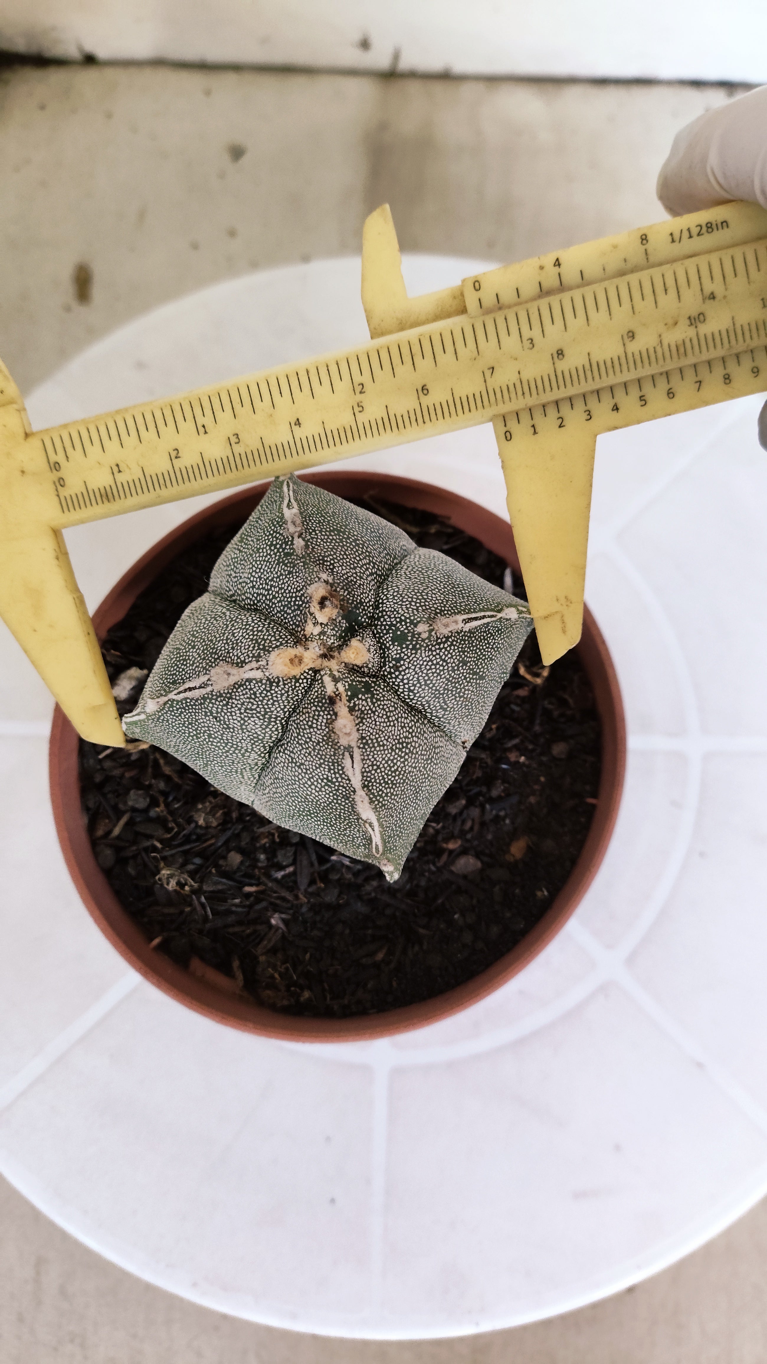 ASTROPHYTUM Myriostigma "4 Quinas"  Nº 1267 – vaso 11