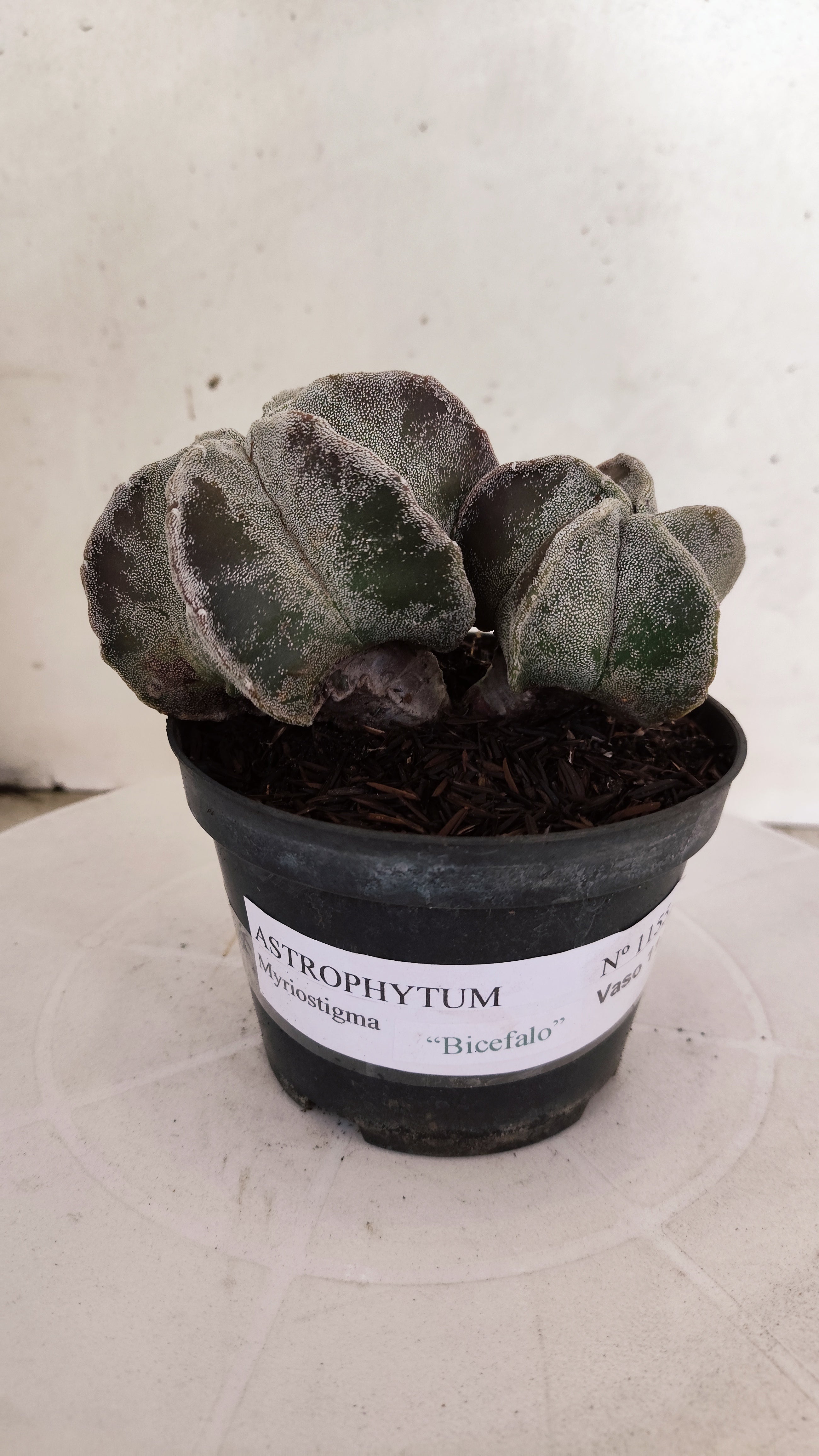ASTROPHYTUM MYRIOSTIGMA "Bicéfalo"   Nº 1155  – vaso 11