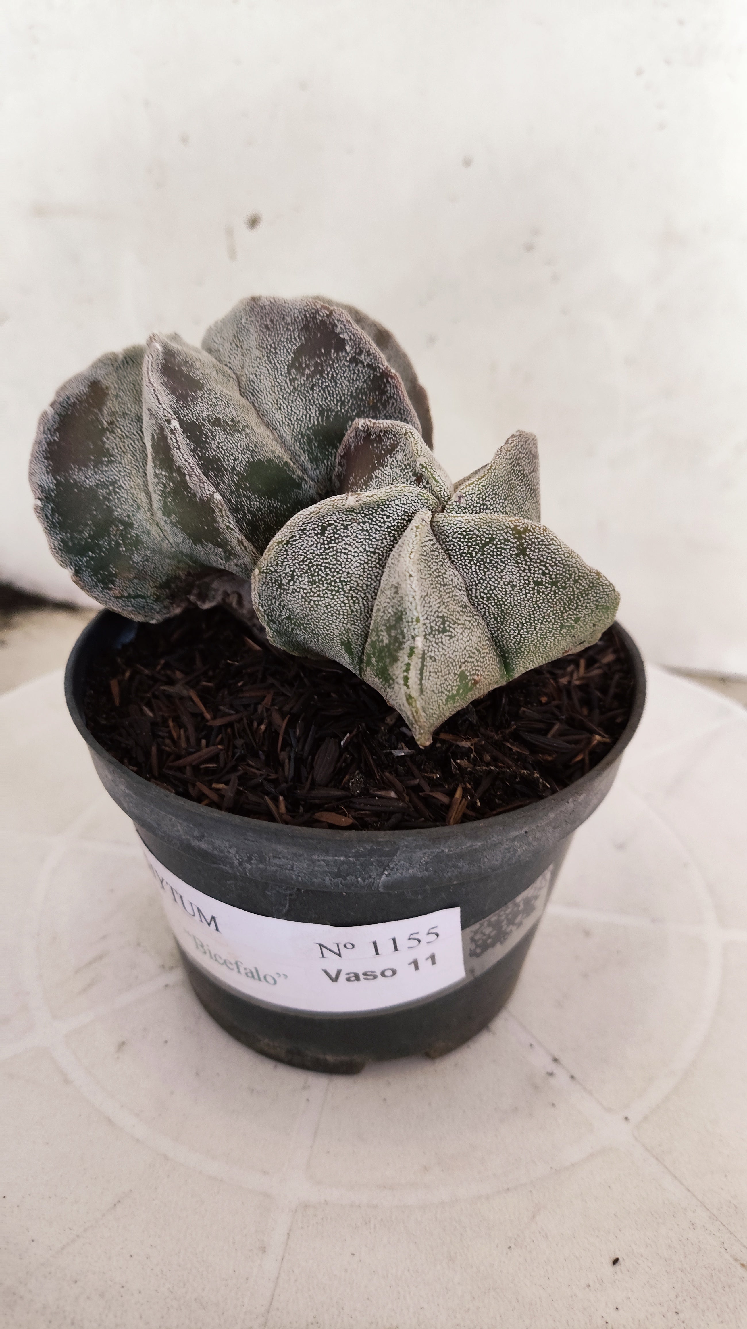 ASTROPHYTUM MYRIOSTIGMA "Bicéfalo"   Nº 1155  – vaso 11