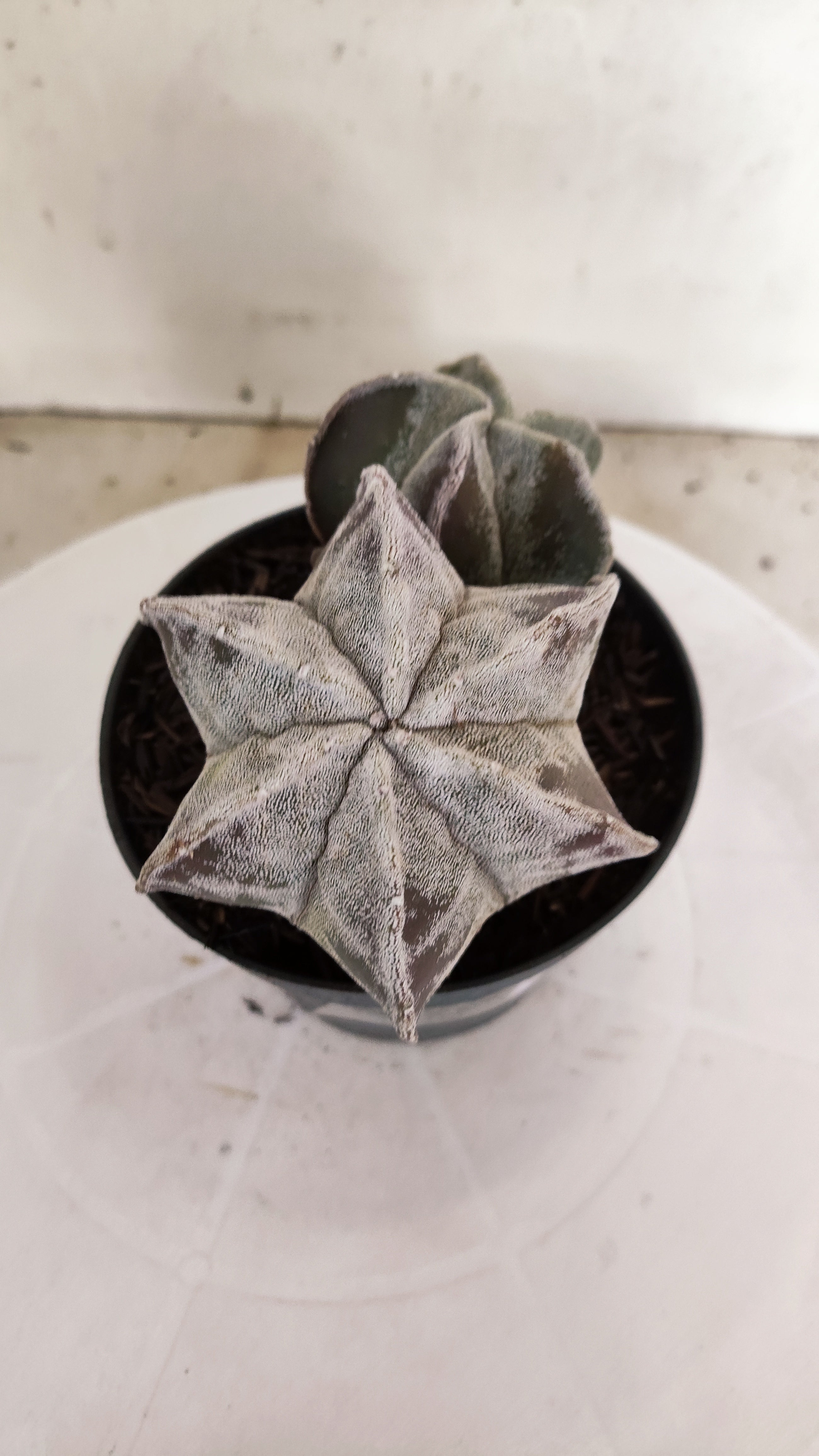 ASTROPHYTUM MYRIOSTIGMA "Bicéfalo"   Nº 1155  – vaso 11