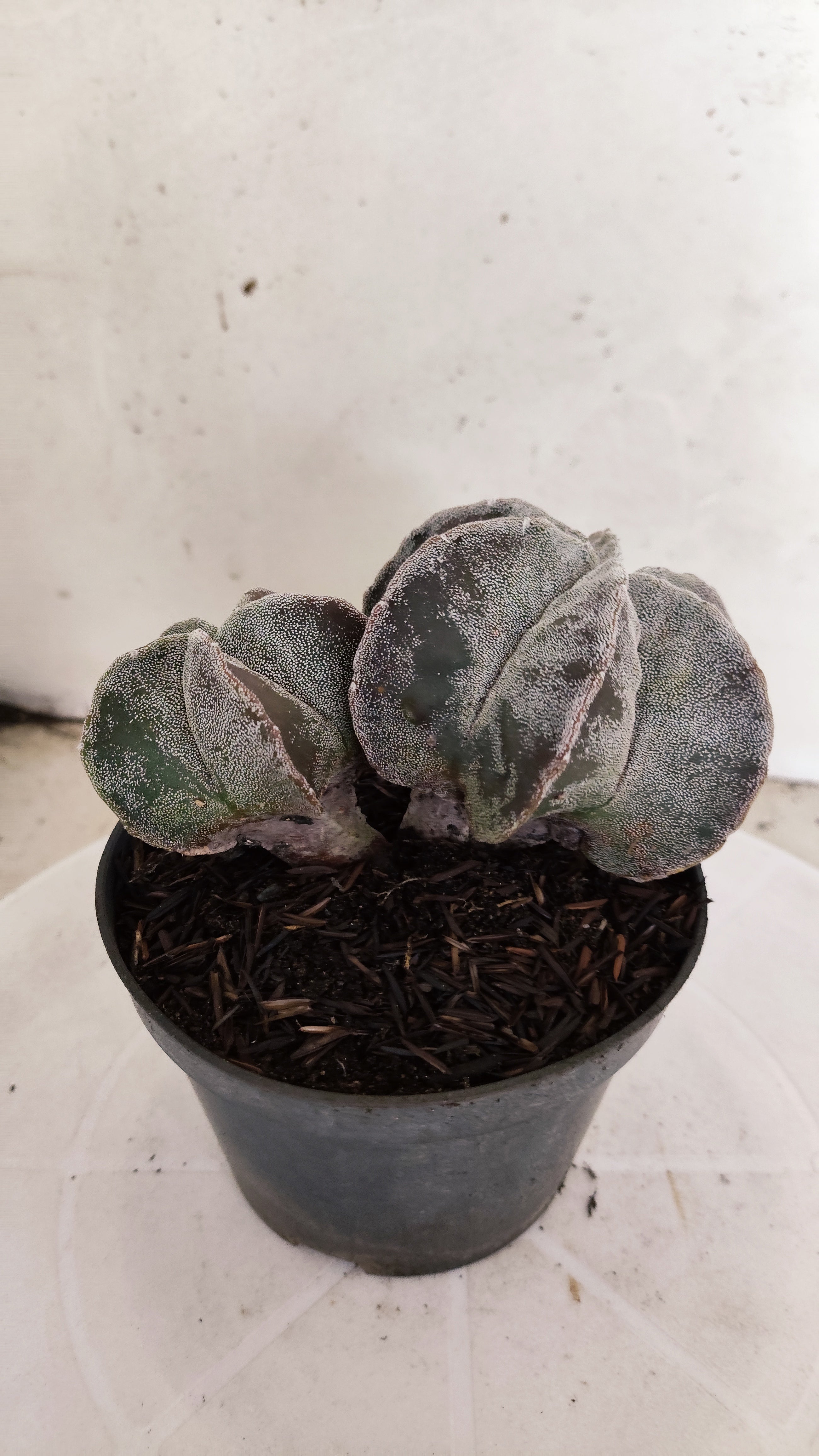 ASTROPHYTUM MYRIOSTIGMA "Bicéfalo"   Nº 1155  – vaso 11