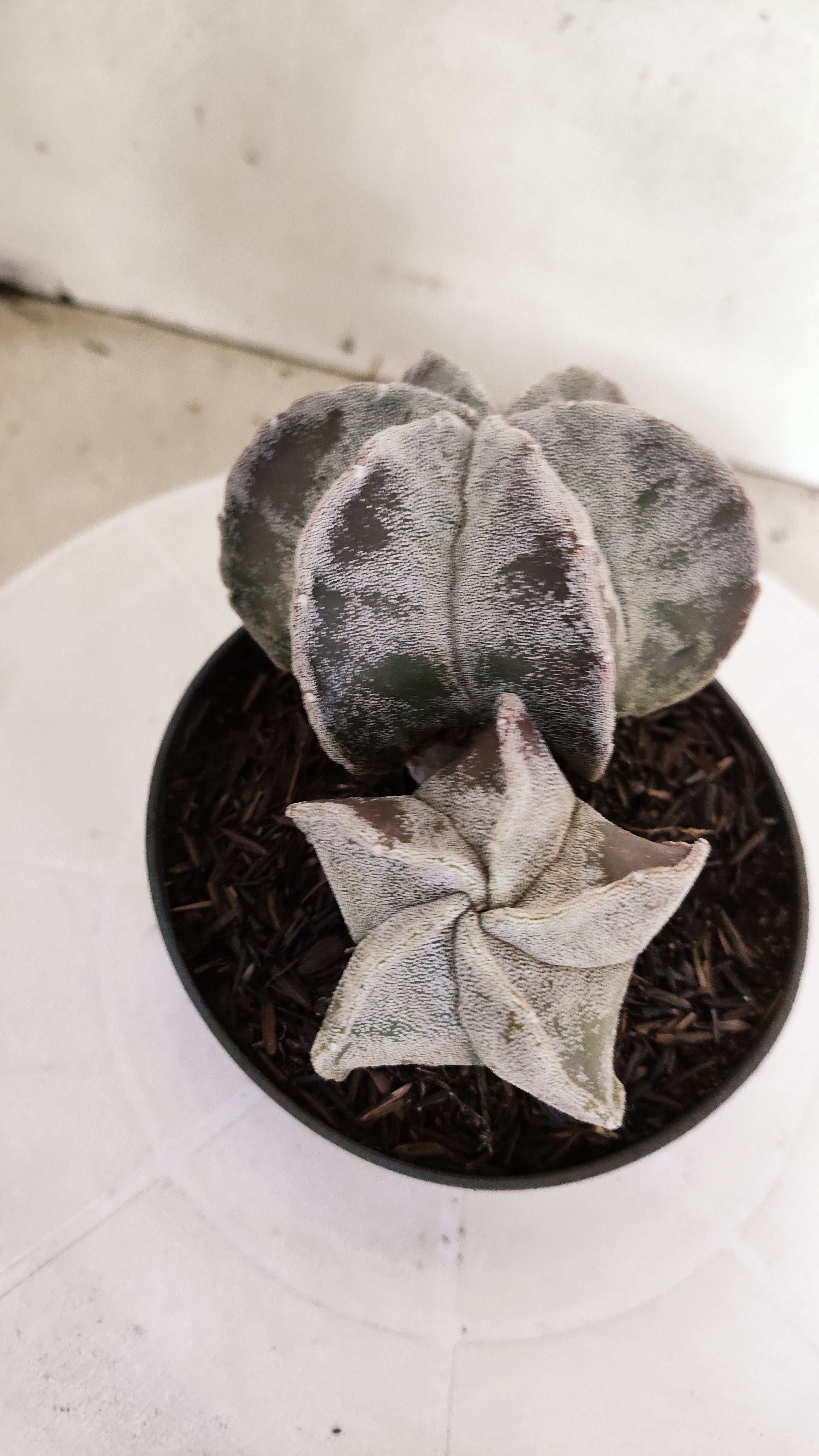 ASTROPHYTUM MYRIOSTIGMA "Bicéfalo"   Nº 1155  – vaso 11