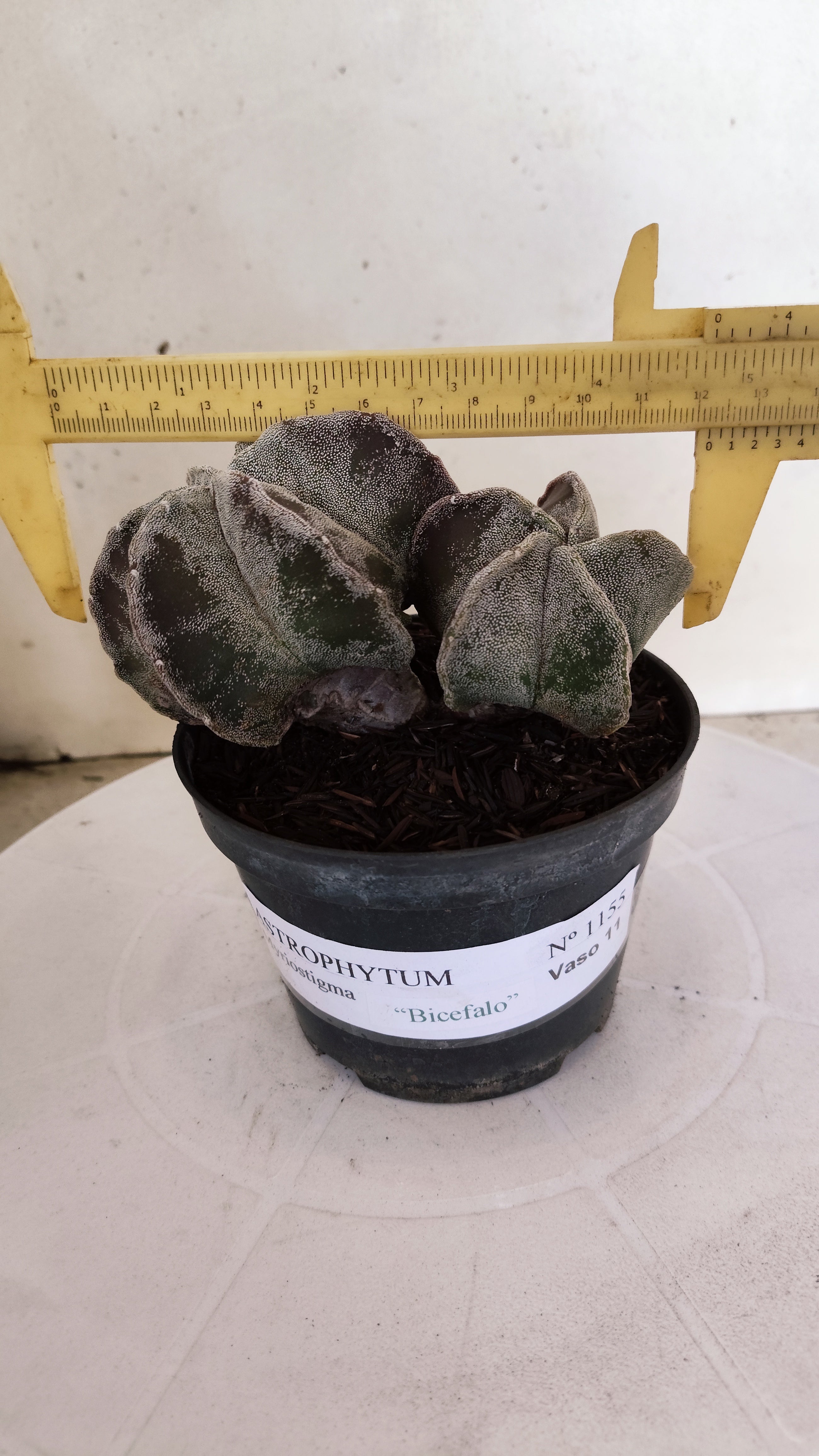ASTROPHYTUM MYRIOSTIGMA "Bicéfalo"   Nº 1155  – vaso 11