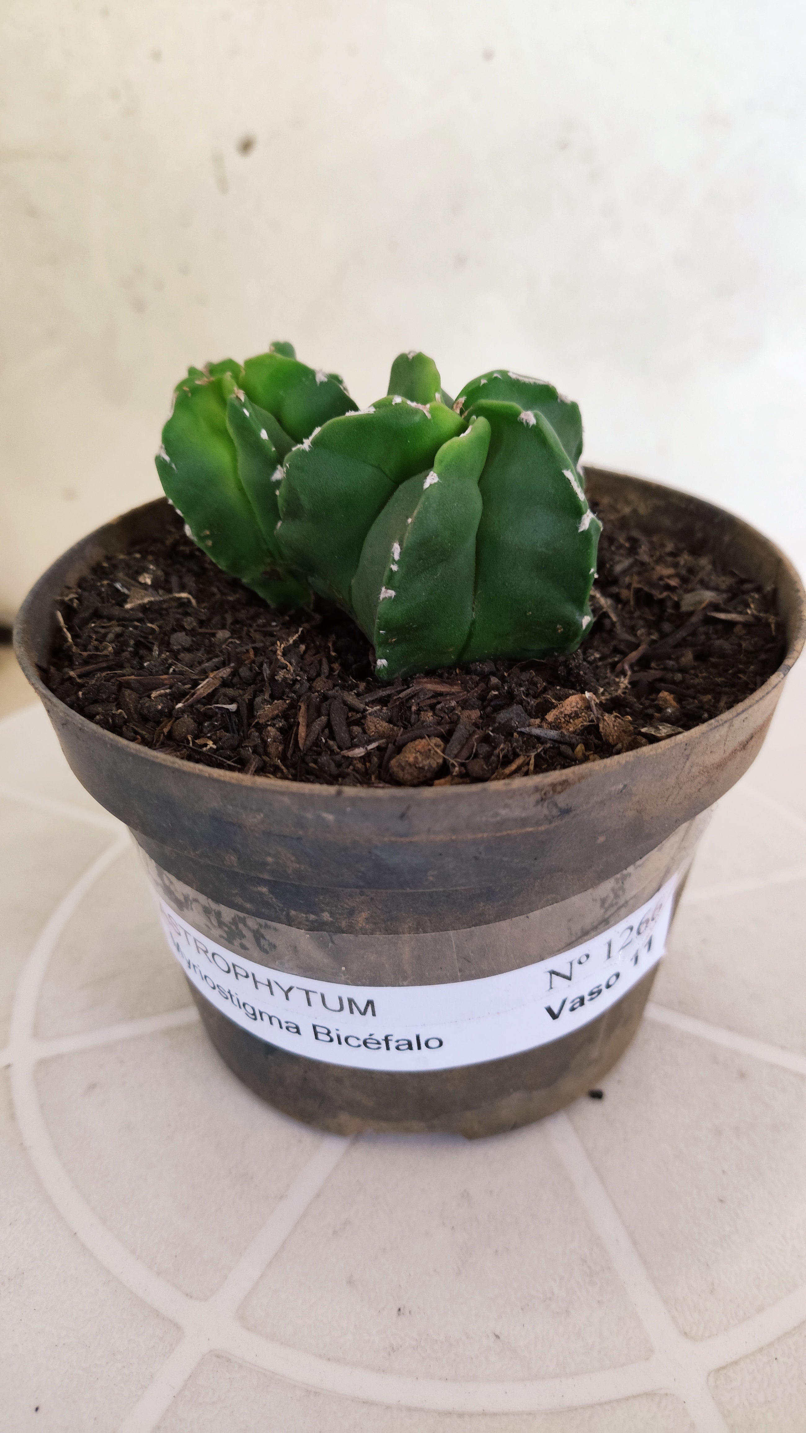 ASTROPHYTUM Myriostigma "Bicéfalo"  Nº 1266 – vaso 11