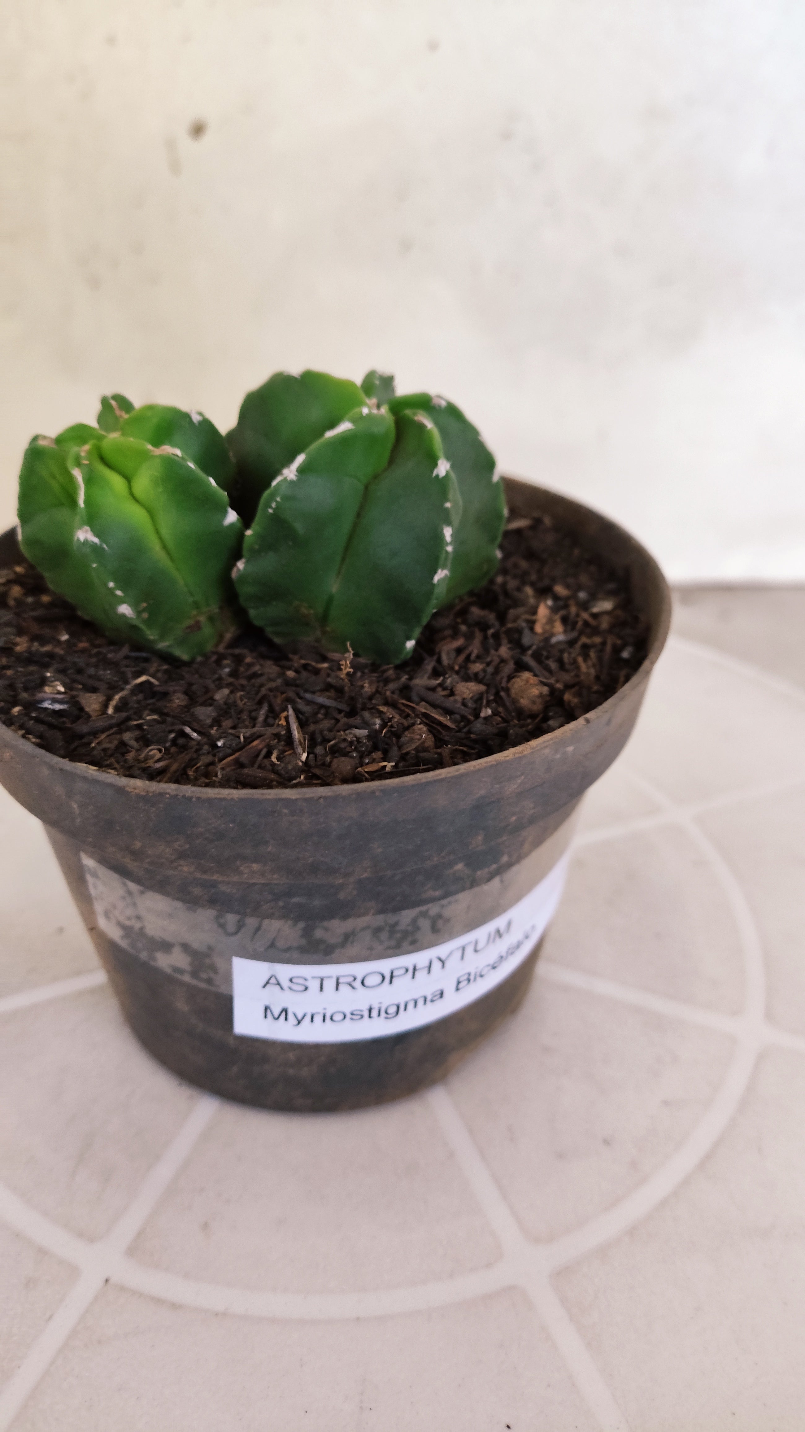 ASTROPHYTUM Myriostigma "Bicéfalo"  Nº 1266 – vaso 11