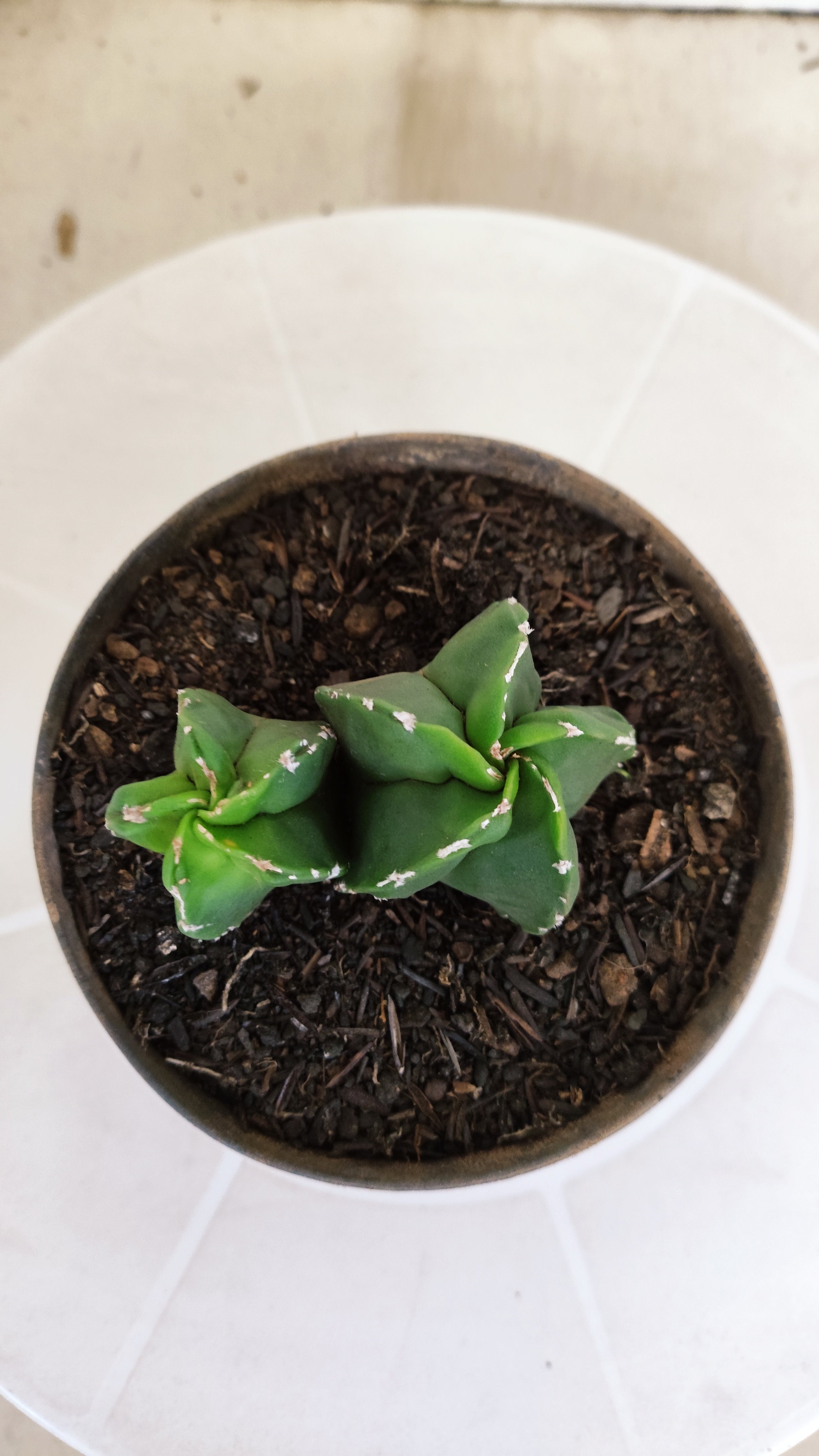 ASTROPHYTUM Myriostigma "Bicéfalo"  Nº 1266 – vaso 11