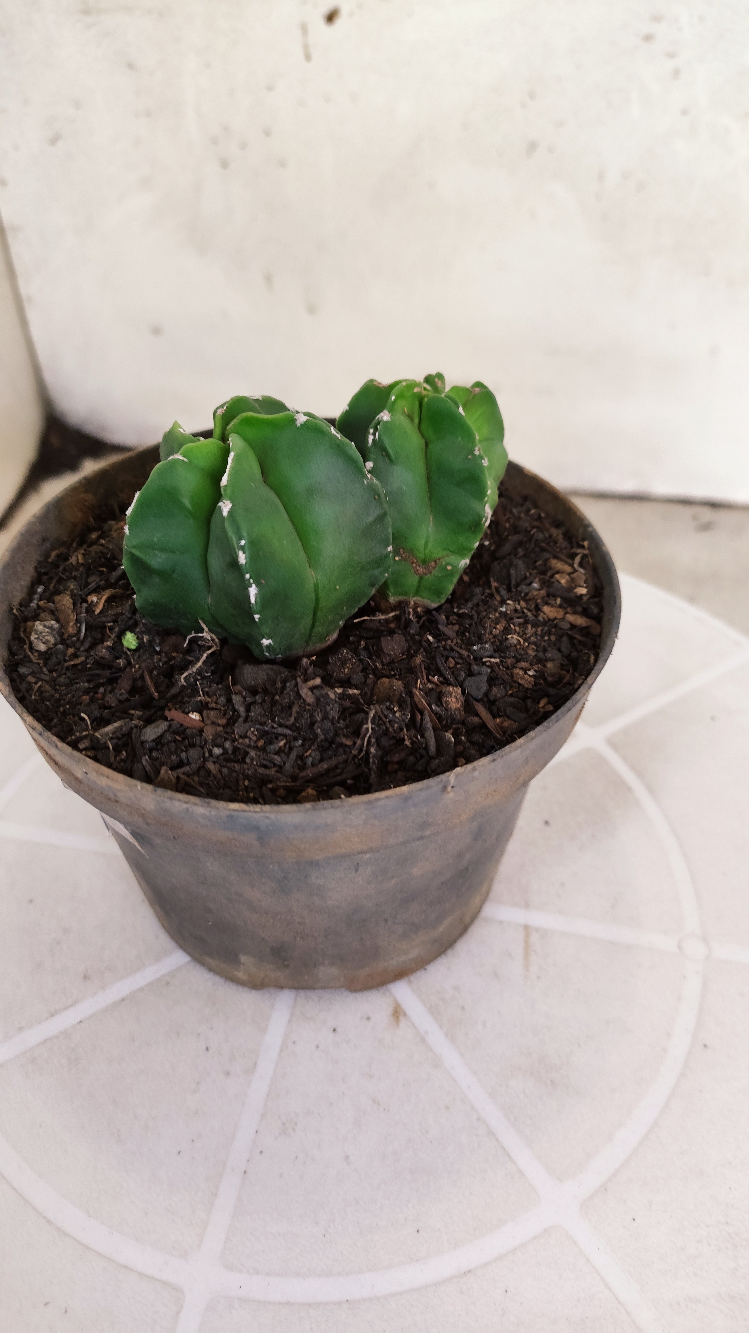 ASTROPHYTUM Myriostigma "Bicéfalo"  Nº 1266 – vaso 11