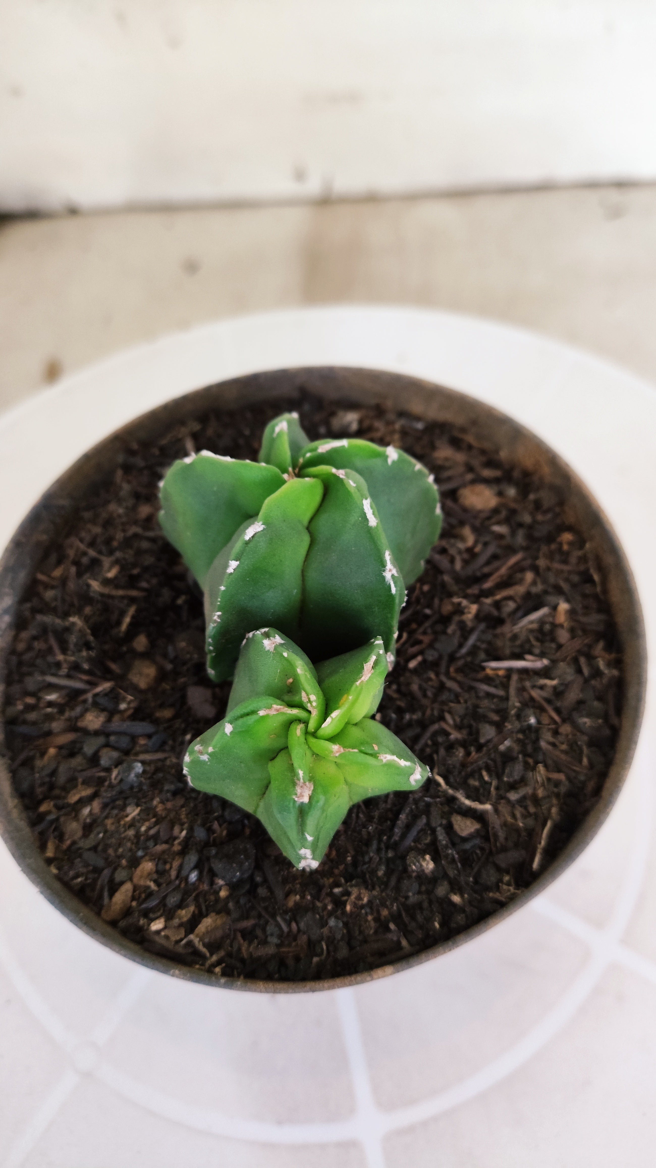 ASTROPHYTUM Myriostigma "Bicéfalo"  Nº 1266 – vaso 11