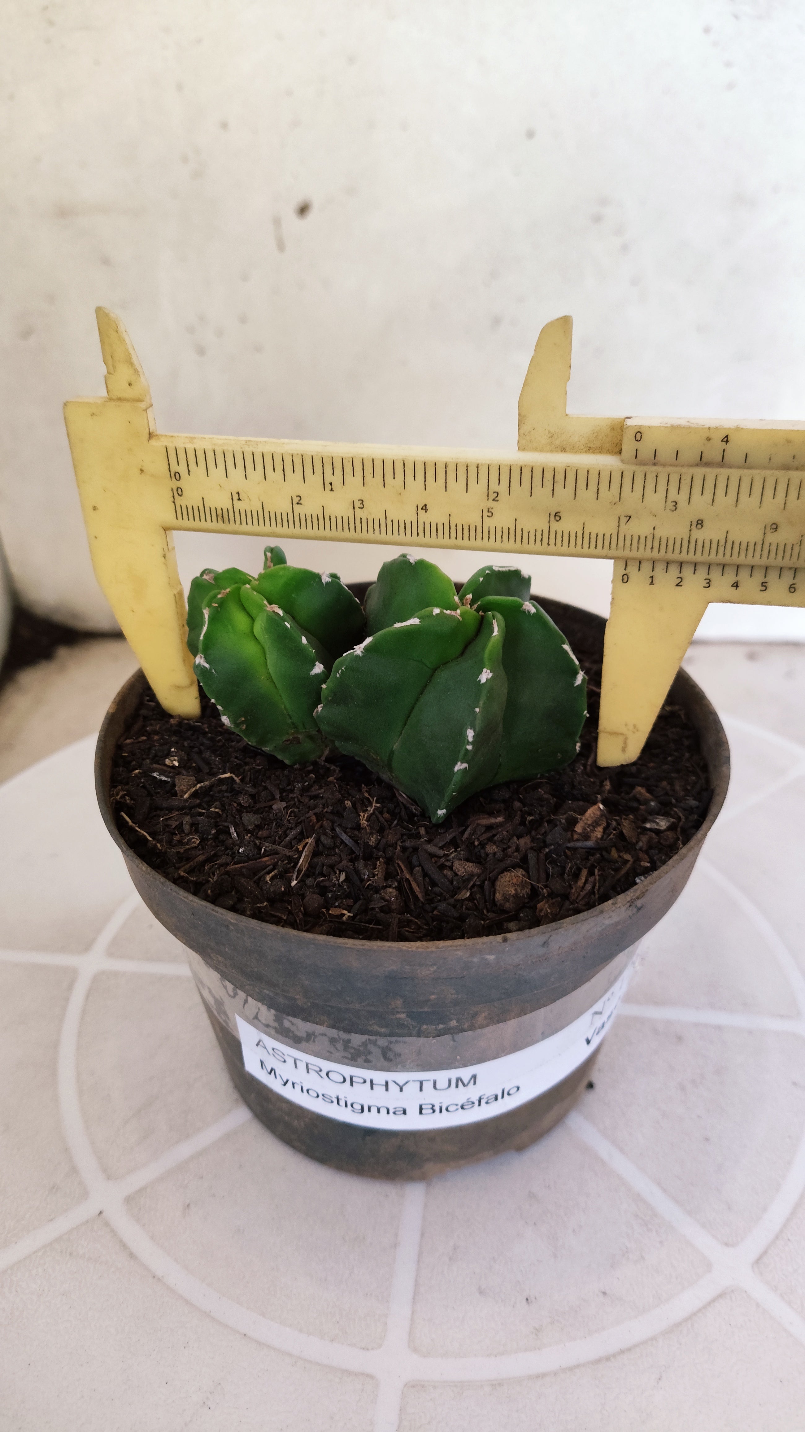 ASTROPHYTUM Myriostigma "Bicéfalo"  Nº 1266 – vaso 11