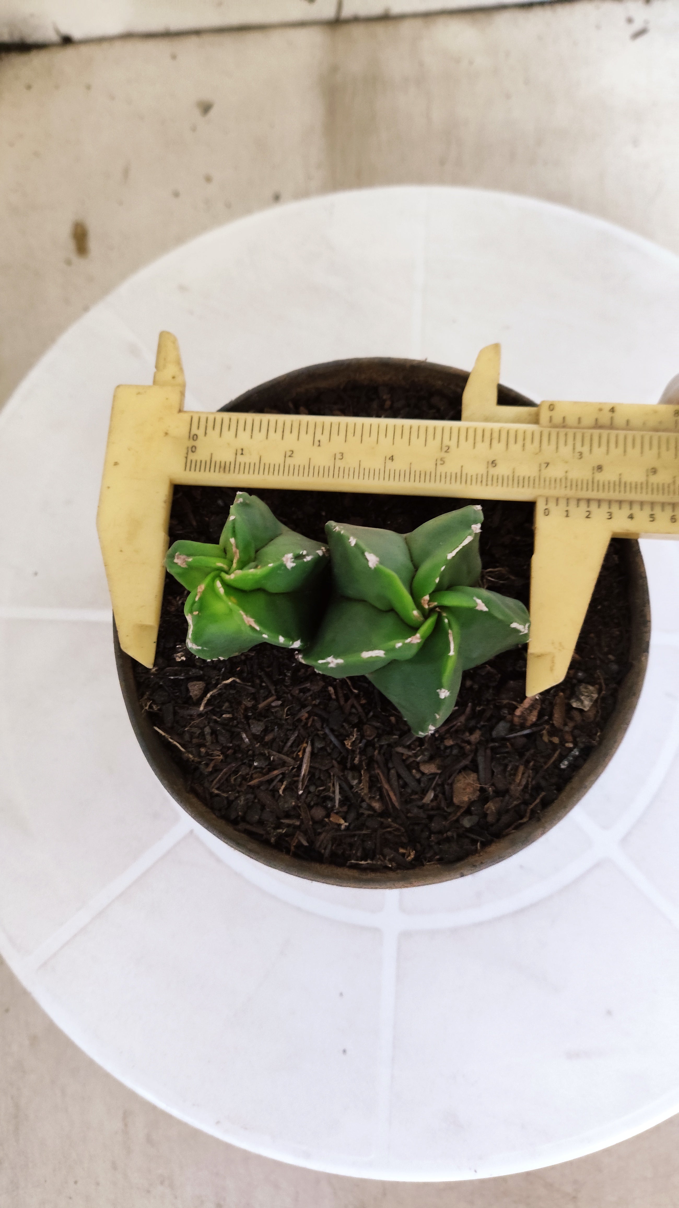 ASTROPHYTUM Myriostigma "Bicéfalo"  Nº 1266 – vaso 11