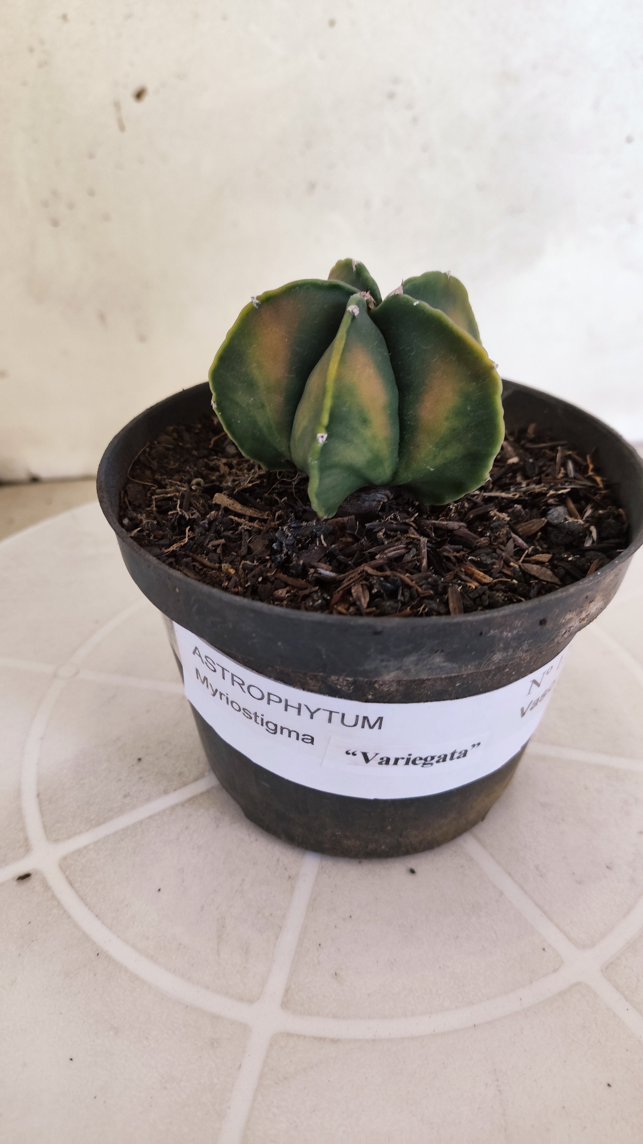 ASTROPHYTUM Myriostigma FUKURYU  Nº 1269 – vaso 11