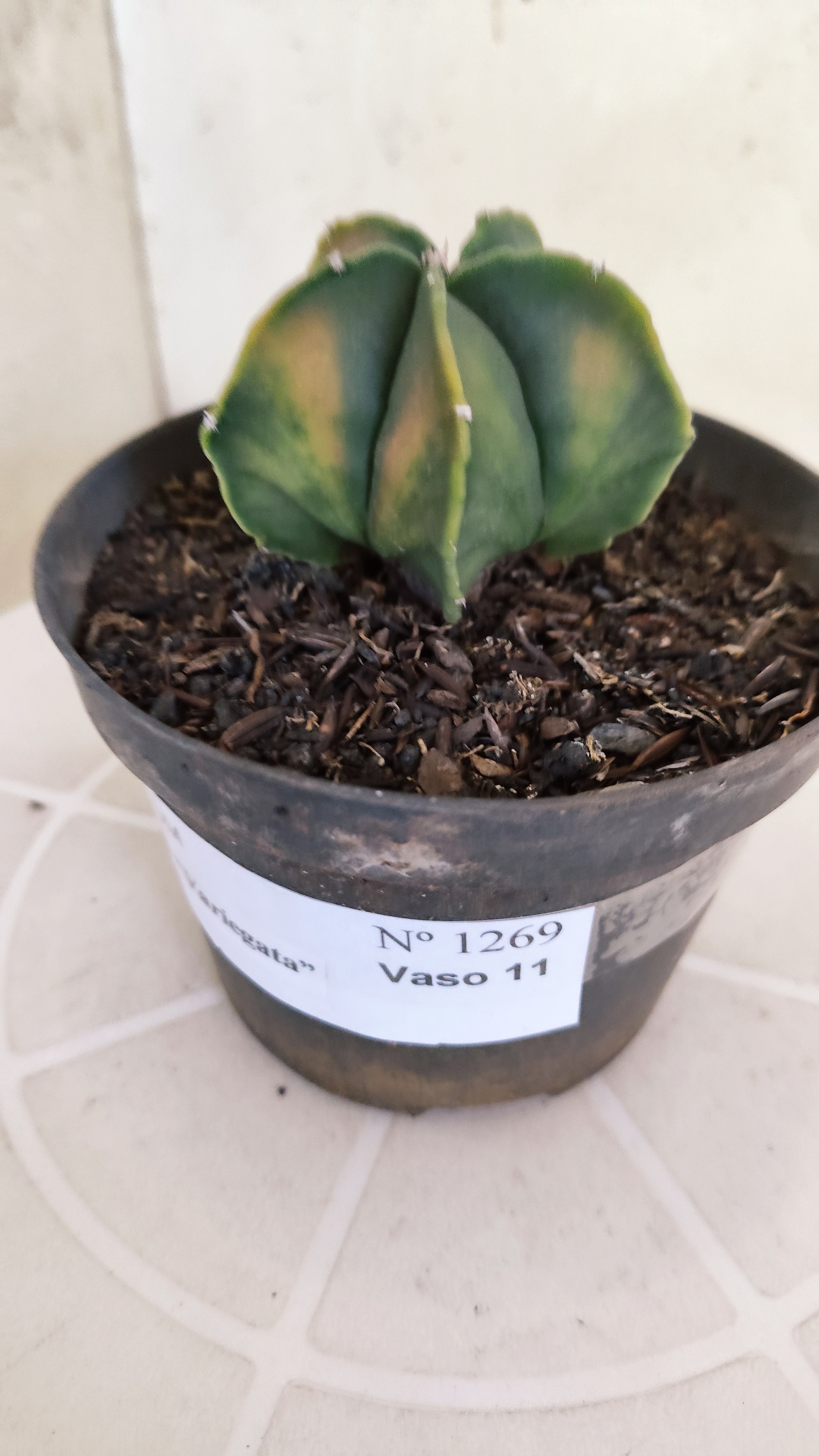 ASTROPHYTUM Myriostigma FUKURYU  Nº 1269 – vaso 11