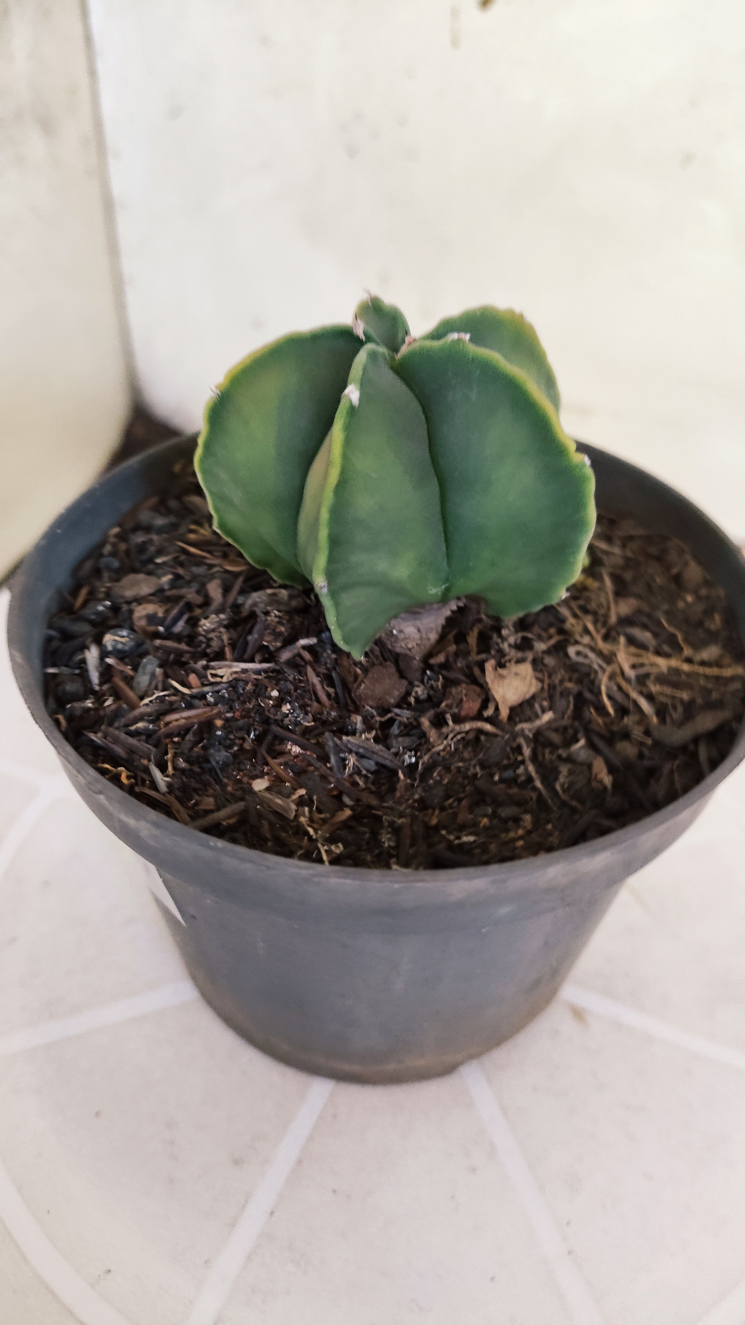 ASTROPHYTUM Myriostigma FUKURYU  Nº 1269 – vaso 11