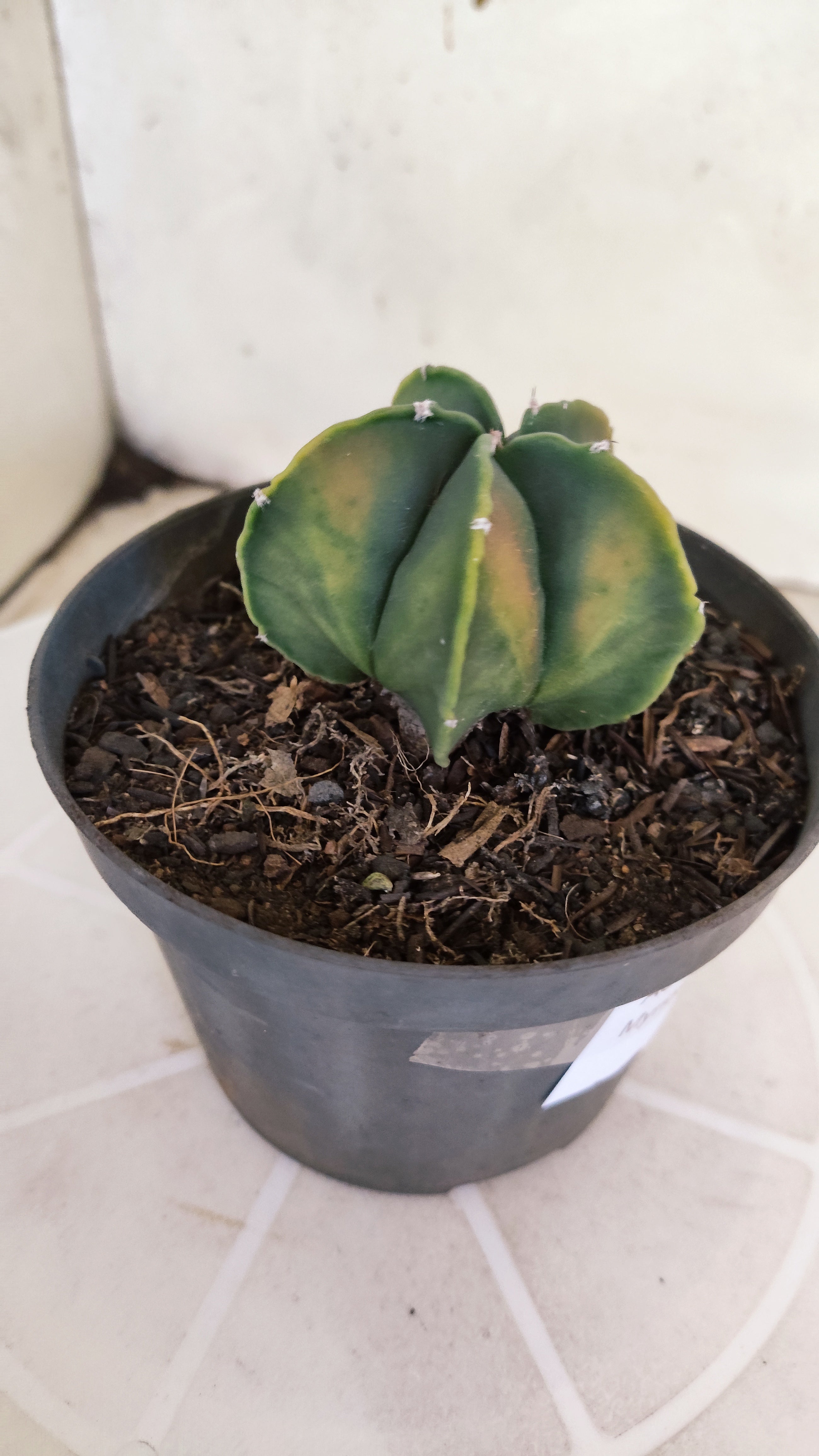 ASTROPHYTUM Myriostigma FUKURYU  Nº 1269 – vaso 11