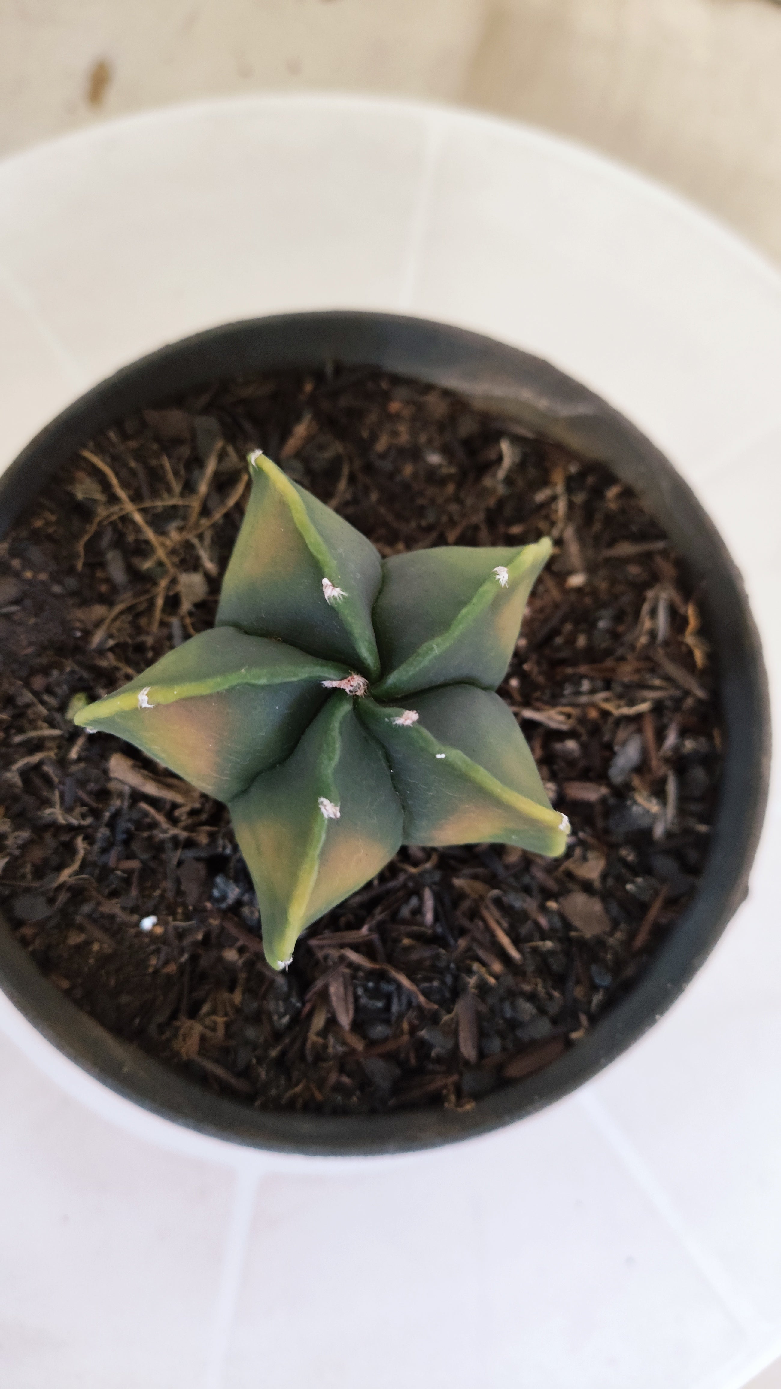ASTROPHYTUM Myriostigma FUKURYU  Nº 1269 – vaso 11