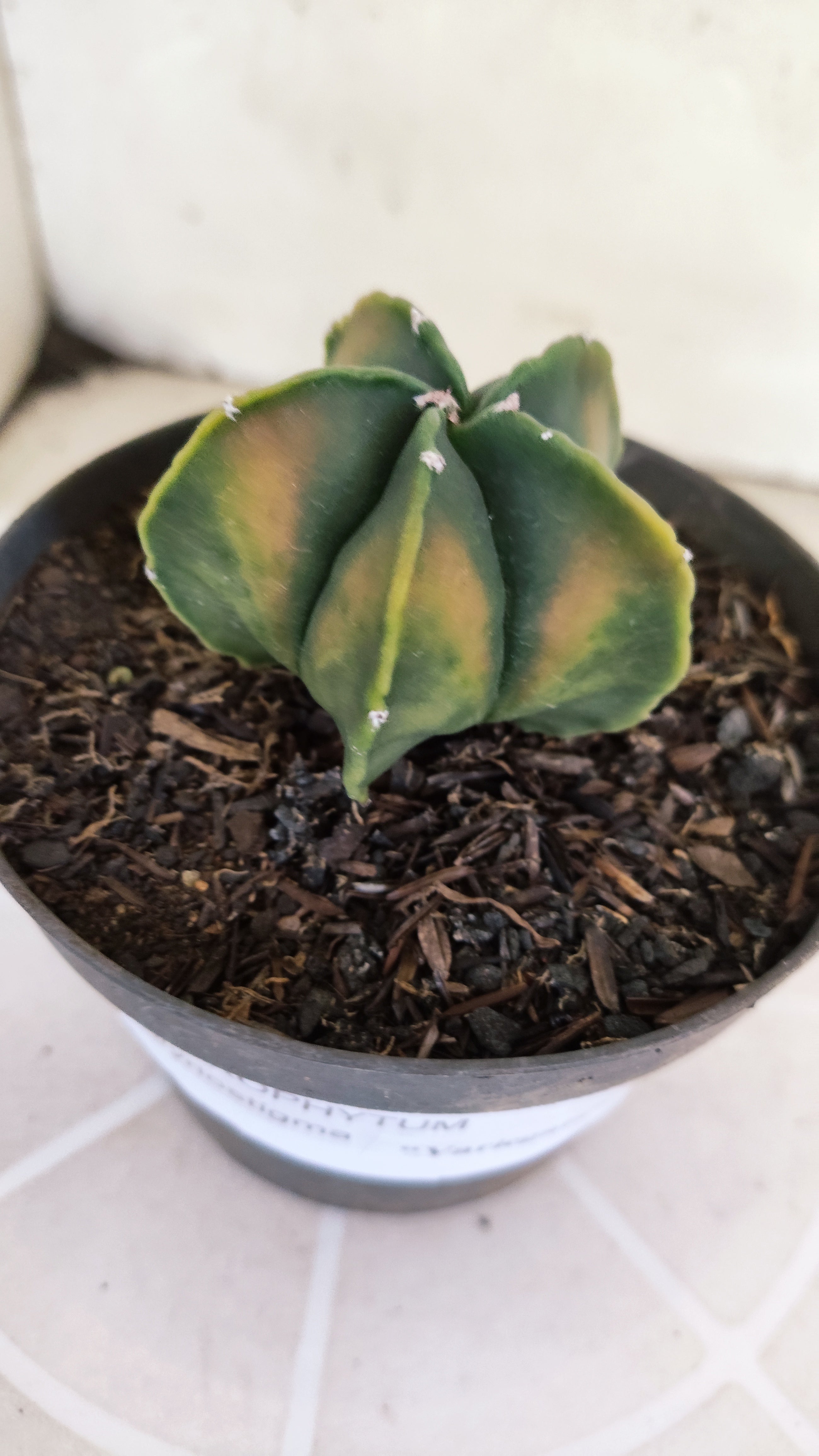 ASTROPHYTUM Myriostigma FUKURYU  Nº 1269 – vaso 11