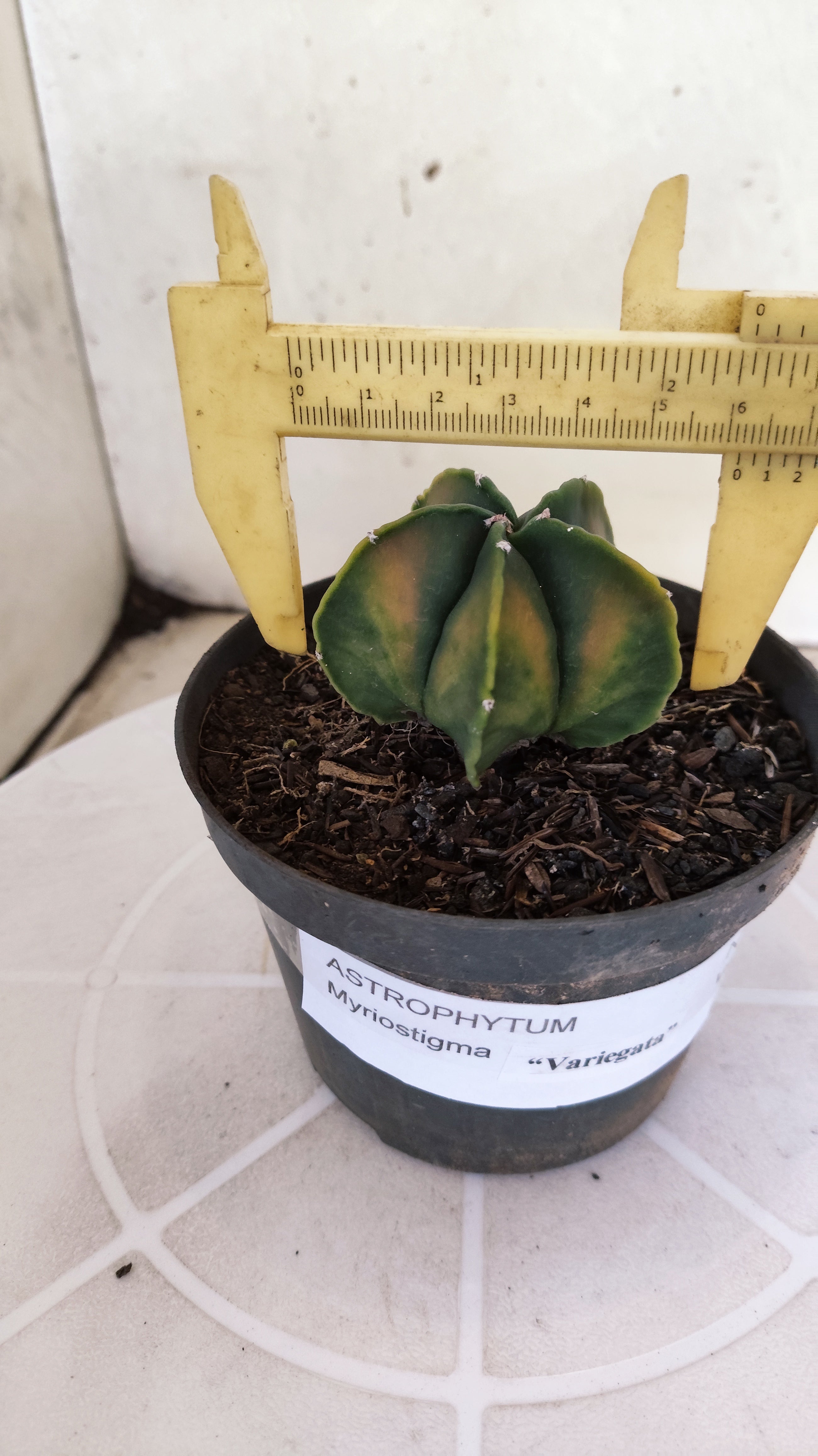 ASTROPHYTUM Myriostigma FUKURYU  Nº 1269 – vaso 11