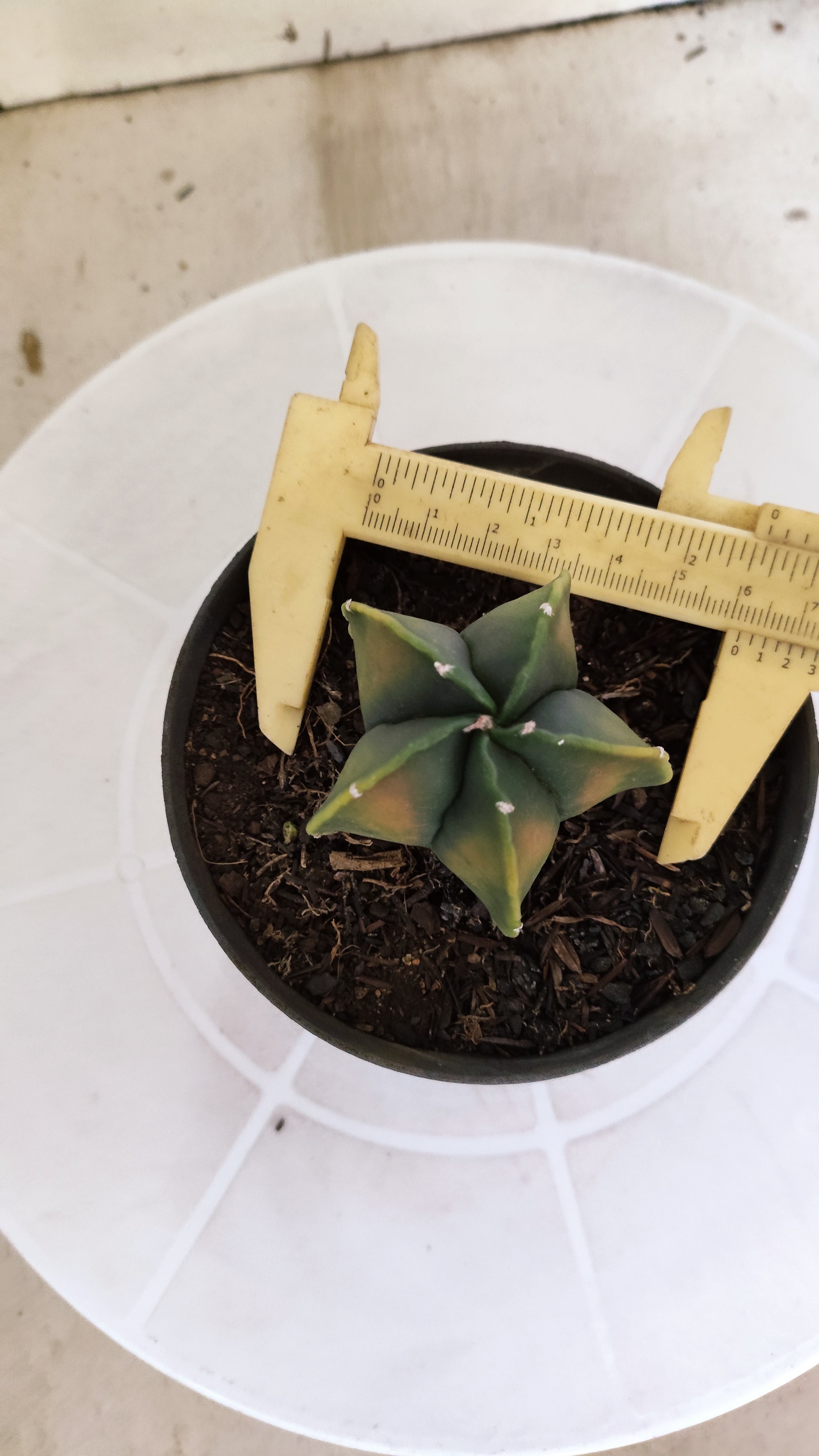 ASTROPHYTUM Myriostigma FUKURYU  Nº 1269 – vaso 11
