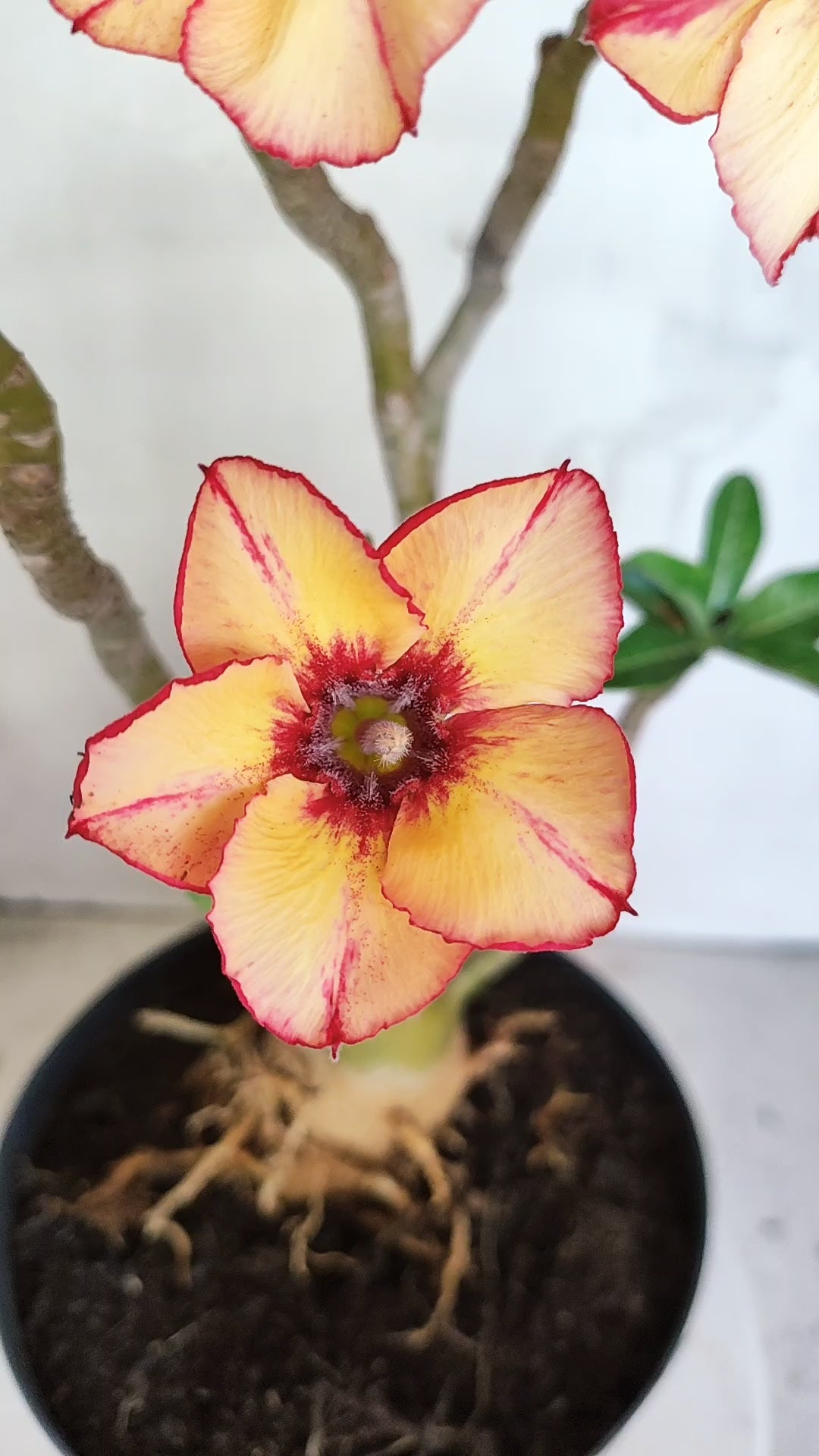 Planta Simples 3608 – 35cm – 03 anos