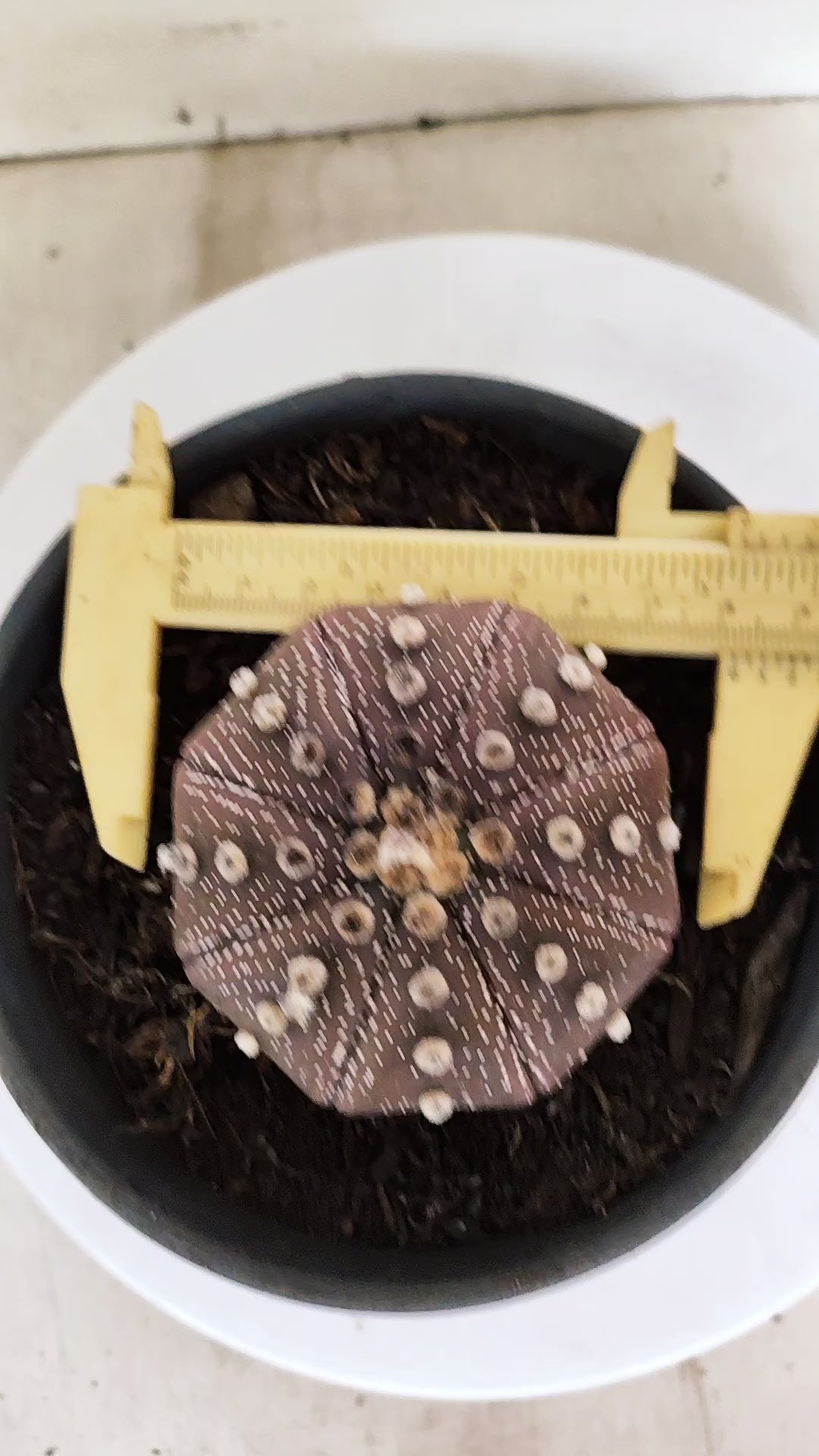 ASTROPHYTUM ASTERIAS "STAR SHAPE - PURPLE"   Nº 1156 – vaso 15