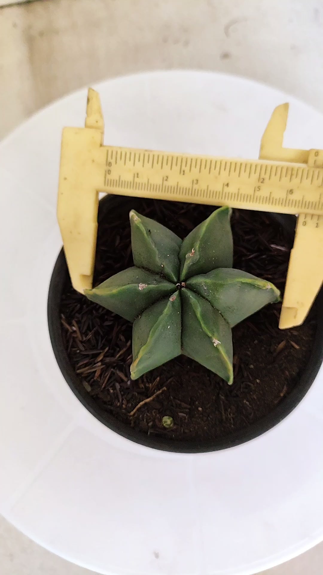 ASTROPHYTUM MYRIOSTIGMA "Multicostatum NUDUM" Nº 1148 – vaso 11