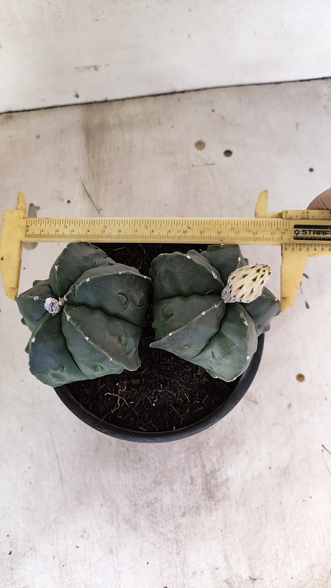 MATRIZ ASTROPHYTUM cv KIKKO FUKURYU "Bicefalo"  Nº 47 – vaso 15