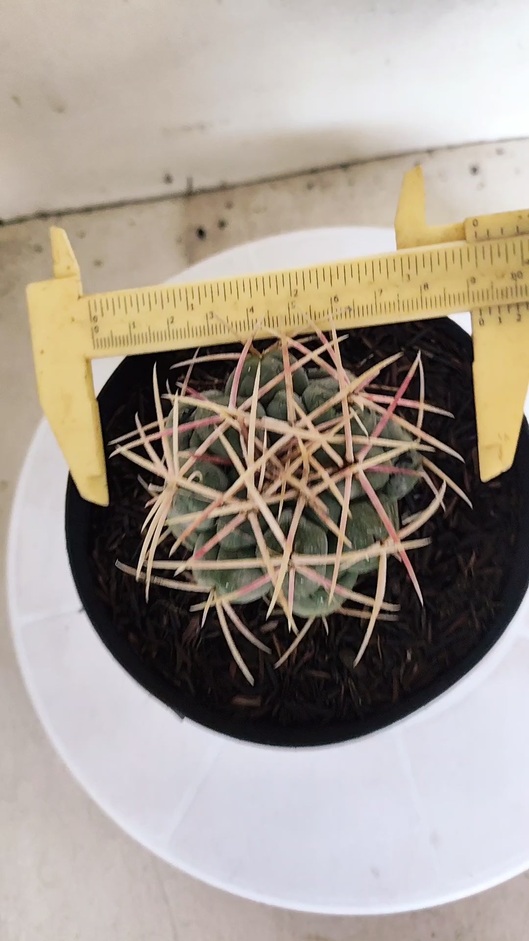 MATRIZ THELOCACTUS Hexaedrophorus Nº 140 – VASO 15