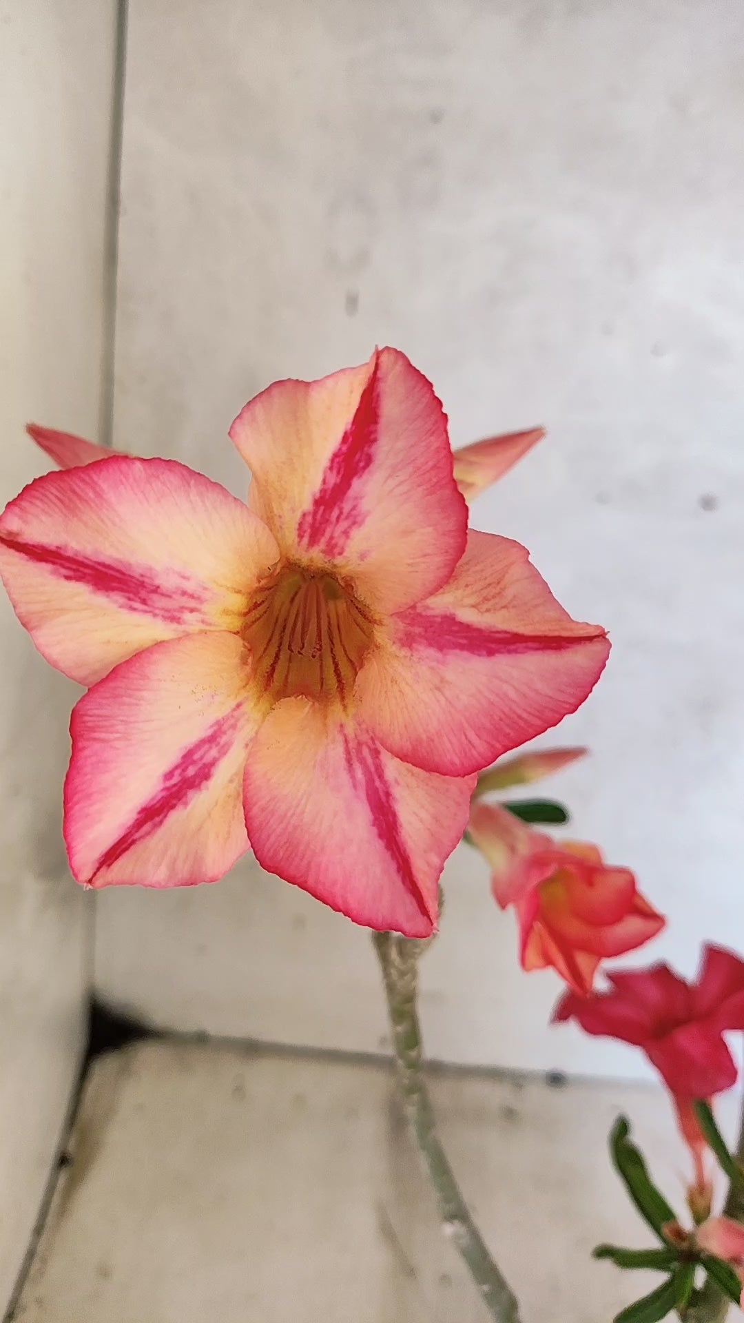 Planta Simples 3514 – 35cm – 03 anos