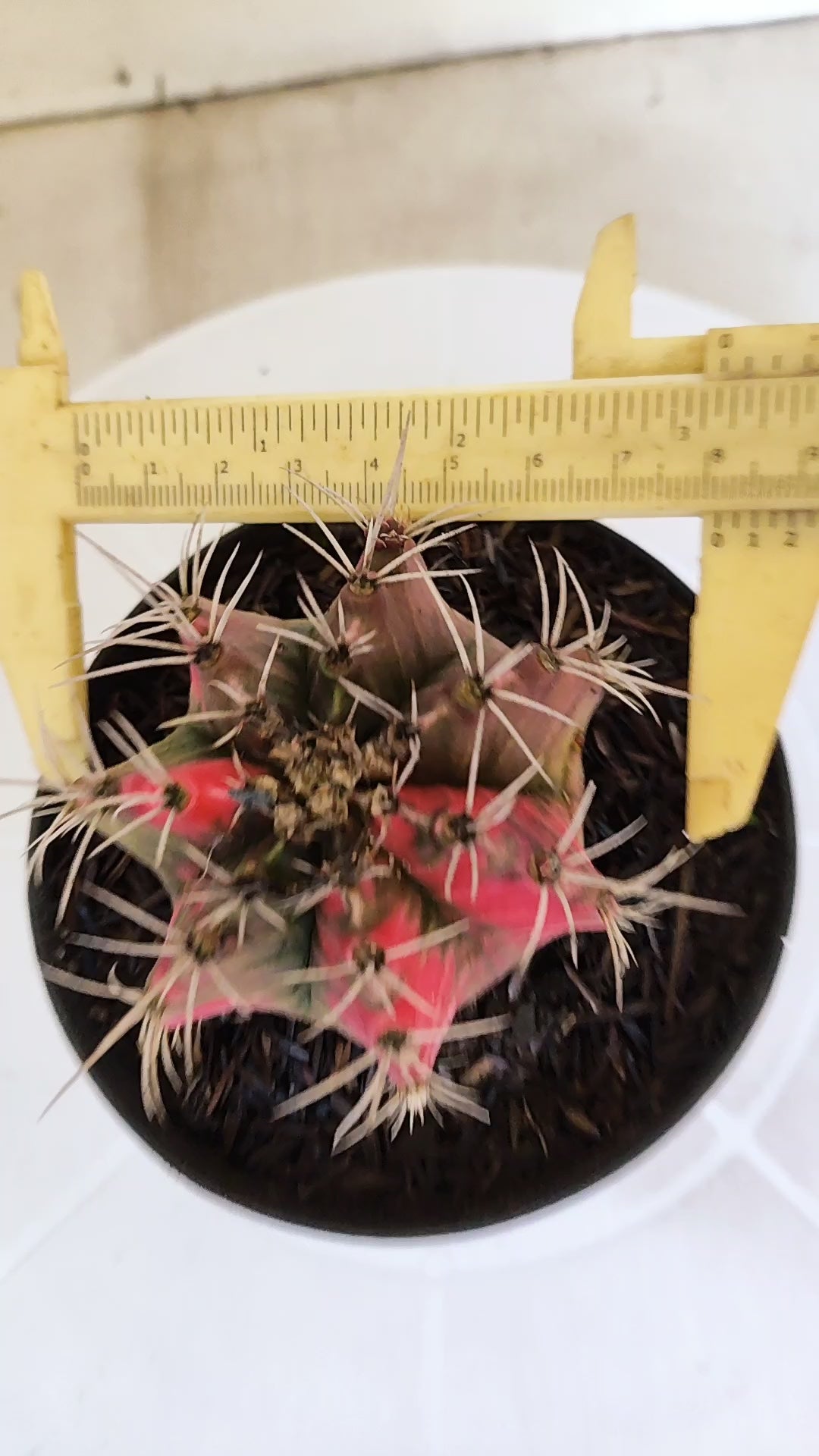 GYMNOCALYCIUM Mihanovichii "Variegata" Nº 650 – vaso 11