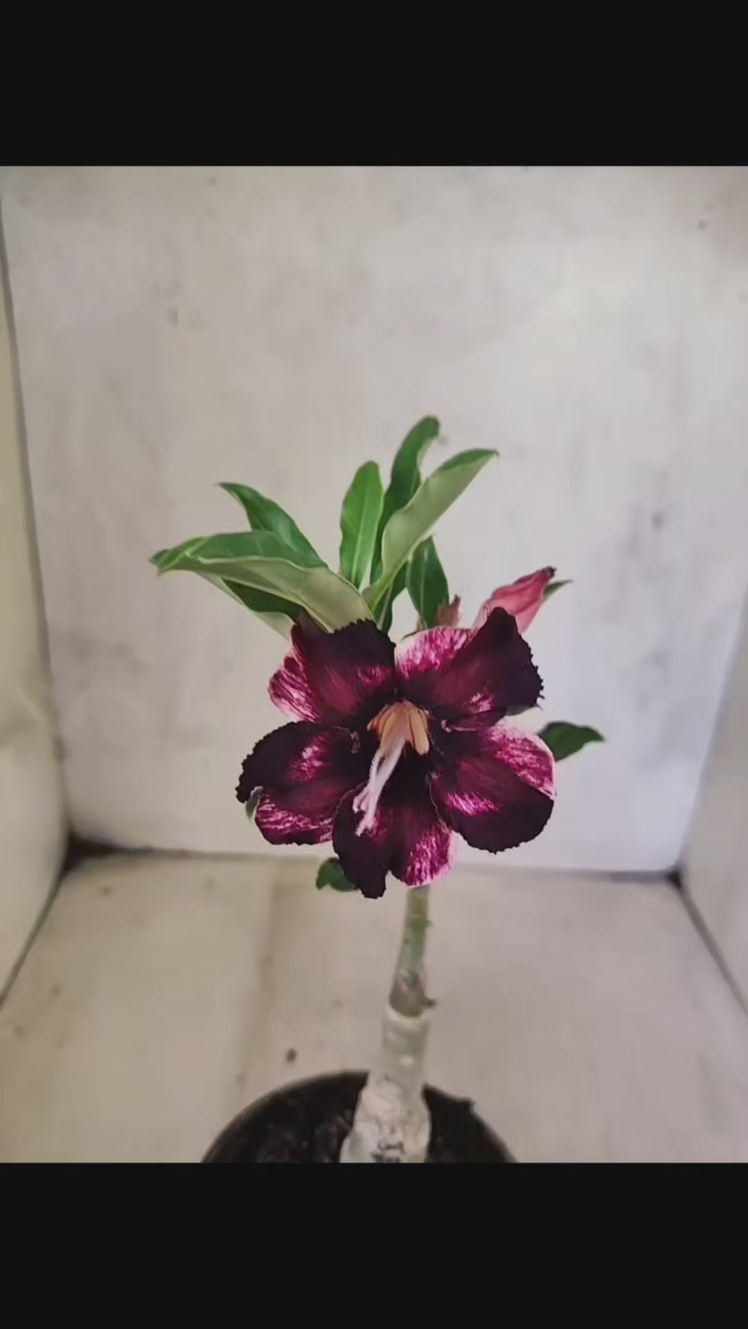 ENXERTO 12594 – 20cm (cor LM 989) - iD: Estrela Purpura