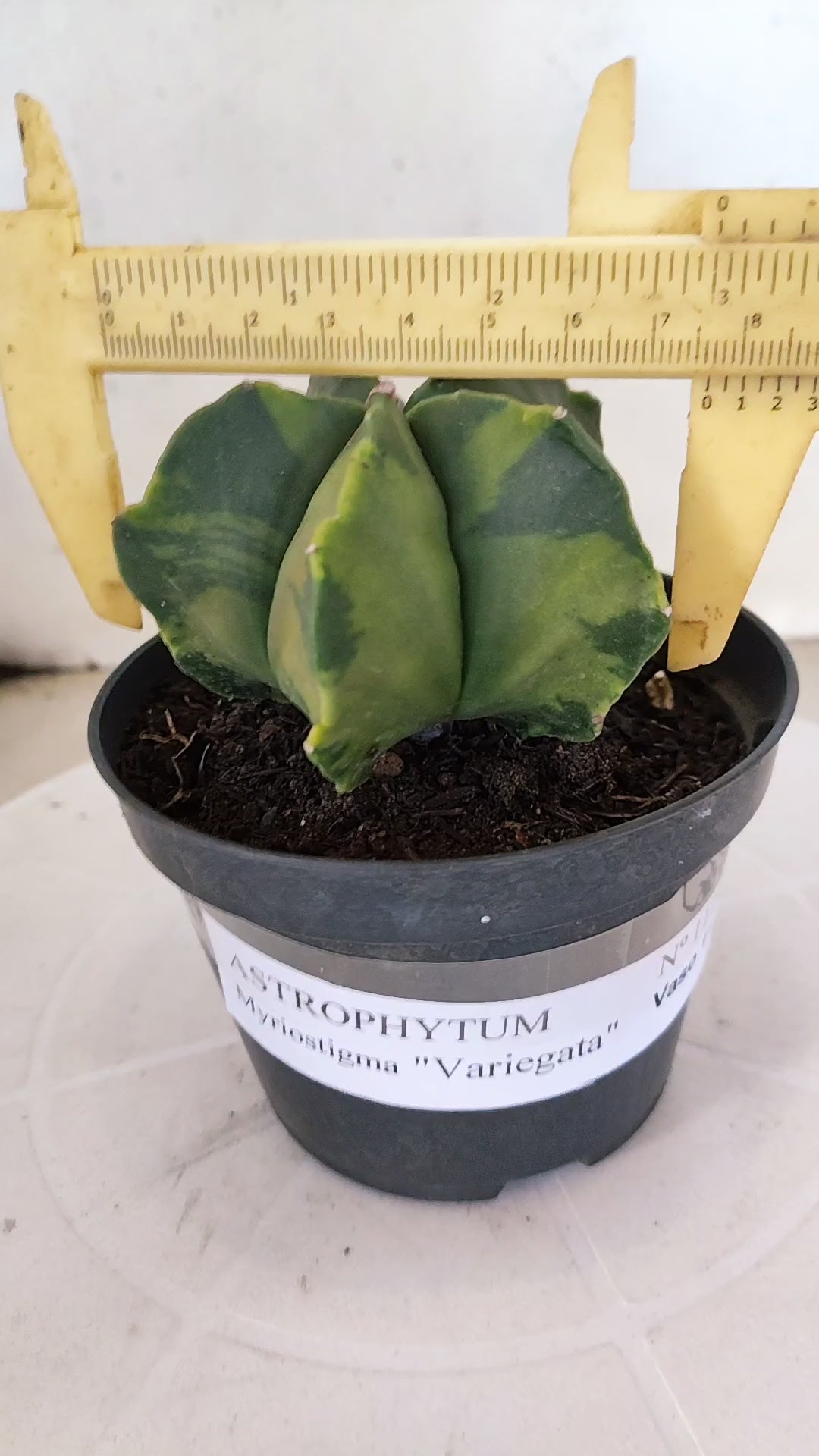 MATRIZ ASTROPHYTUM Myriostigma "Variegata" Nº 1114 – vaso 11