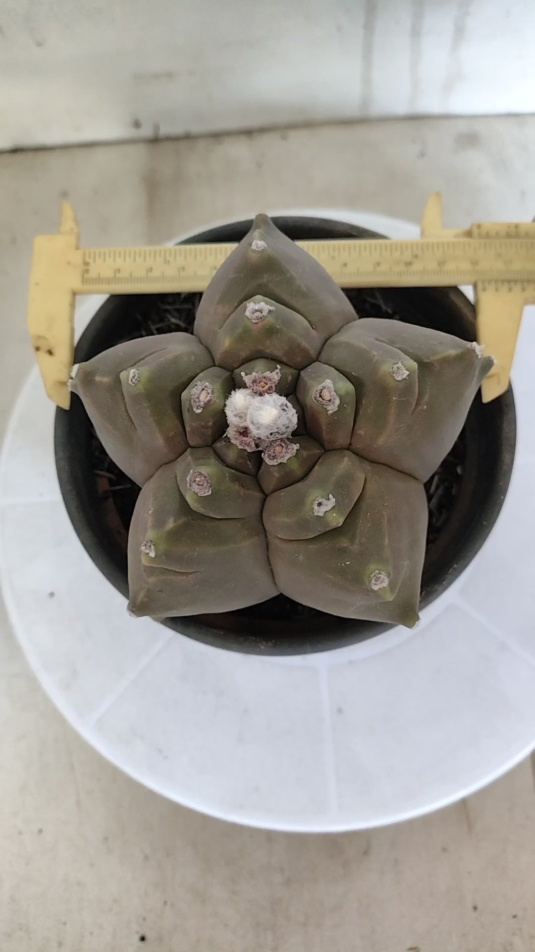 MATRIZ ASTROPHYTUM cv KIKKO   Nº 1261 – vaso 15