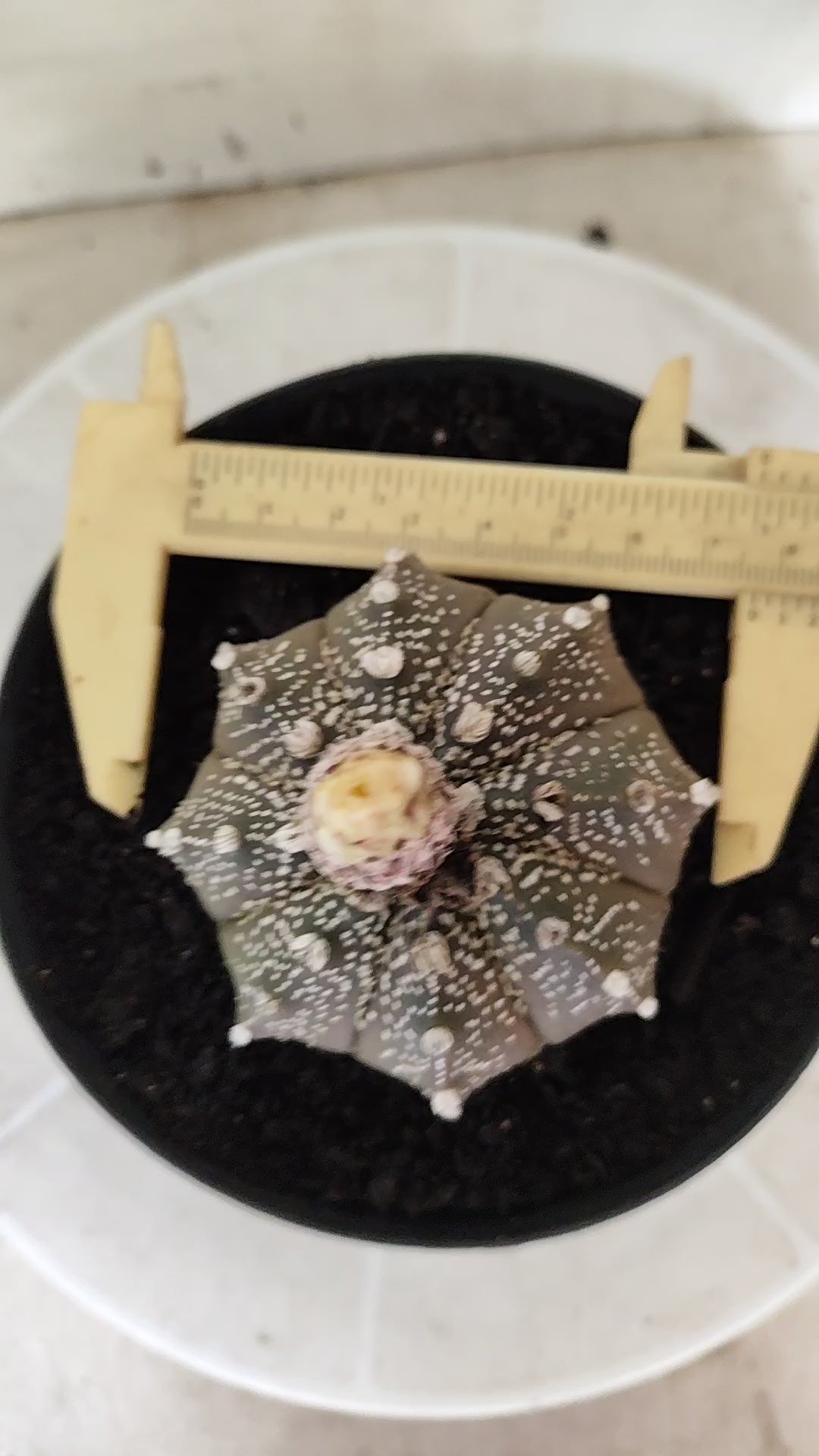 ASTROPHYTUM ASTERIAS Purple "SUPER KABUTO"  Nº 1749 – vaso 15