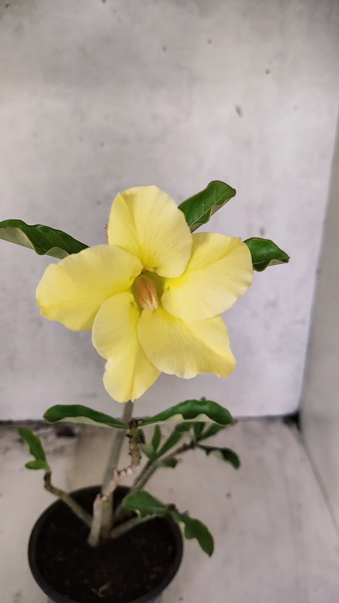 Planta Simples 3570 – 30cm – 02 anos