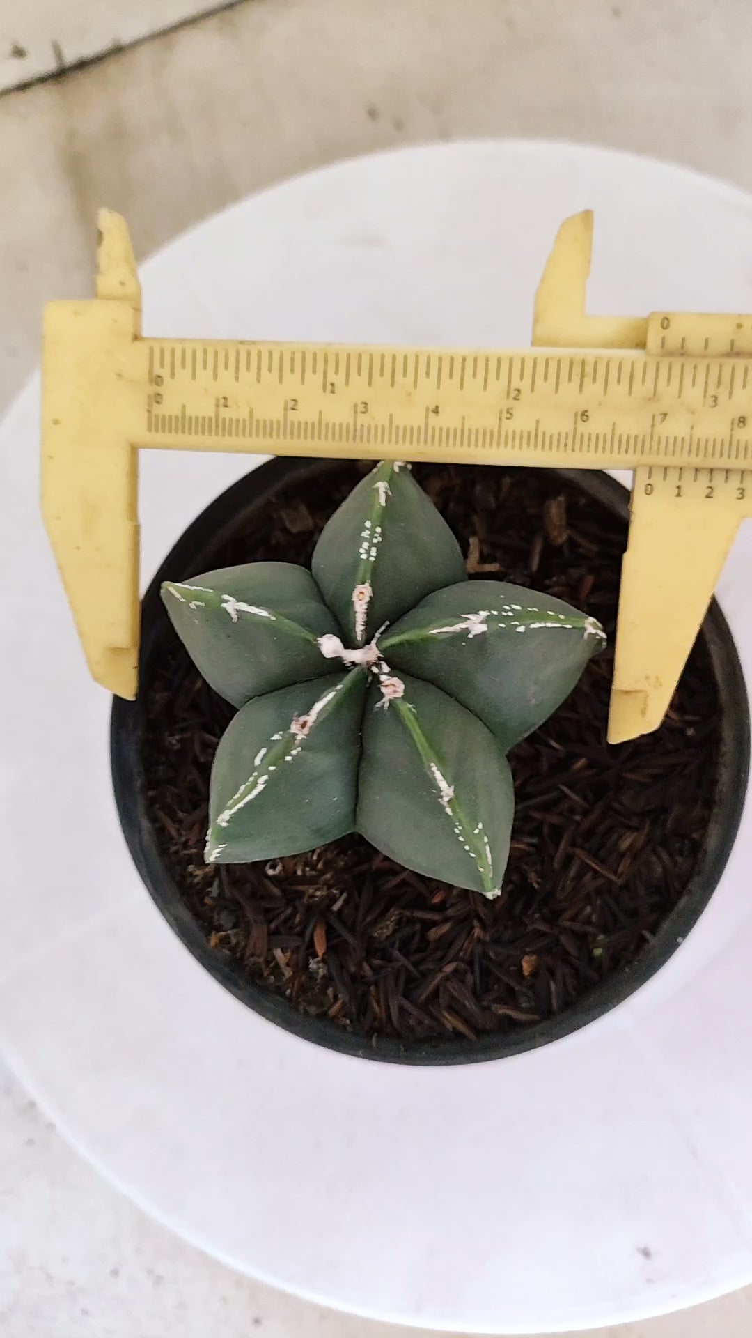 MATRIZ ASTROPHYTUM Myriostigma Nº 268 – vaso 11
