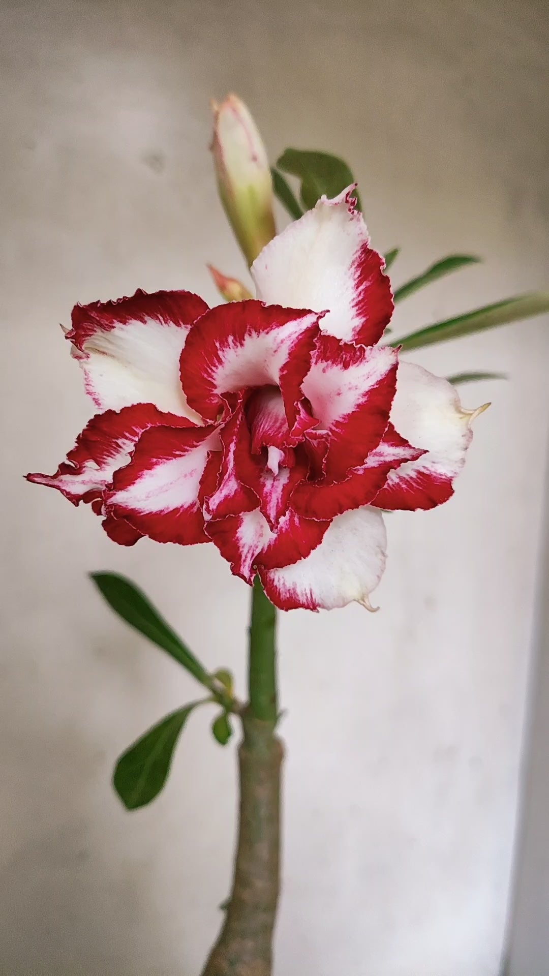 ENXERTO 12849 – 25cm (cor LM 979) Id: FERRARI
