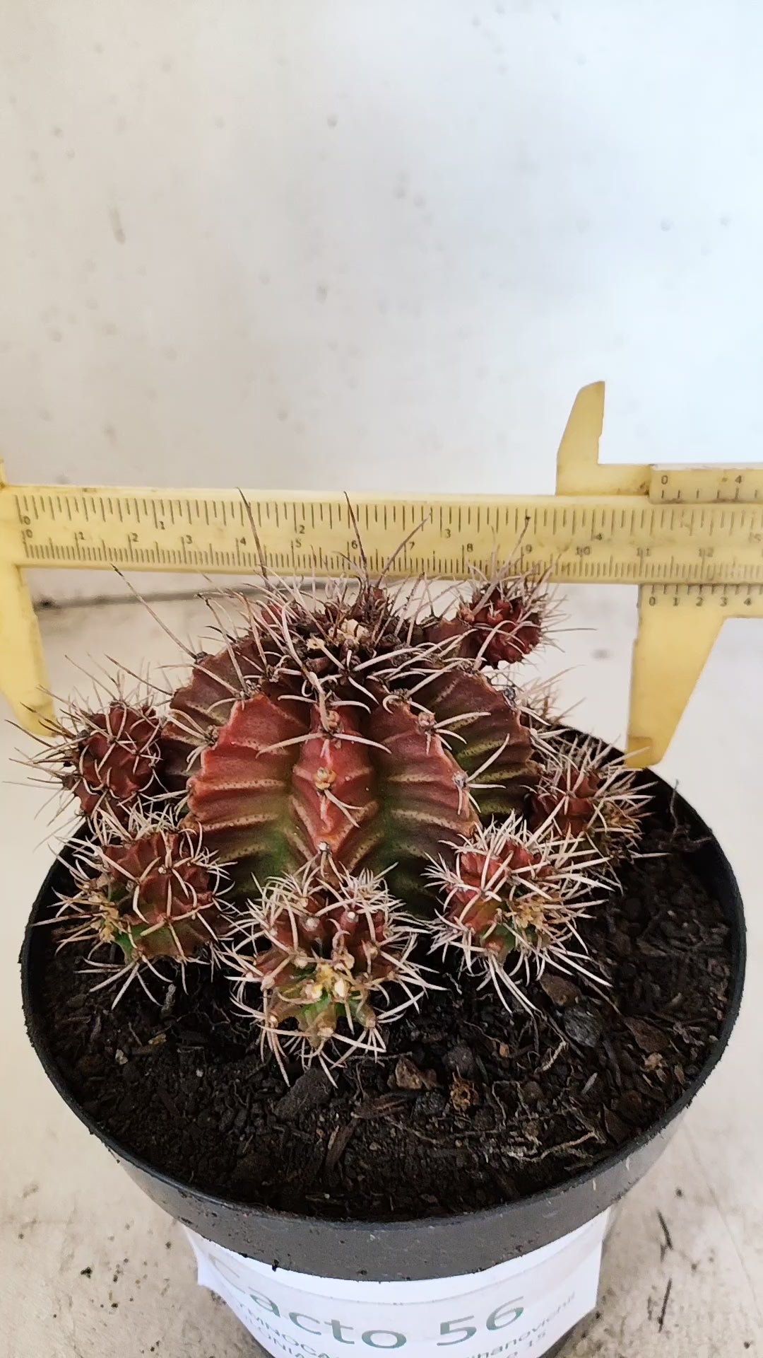 GYMNOCALYCIUM Mihanovichii Variegata "COLONIA" Nº 56 – vaso 15