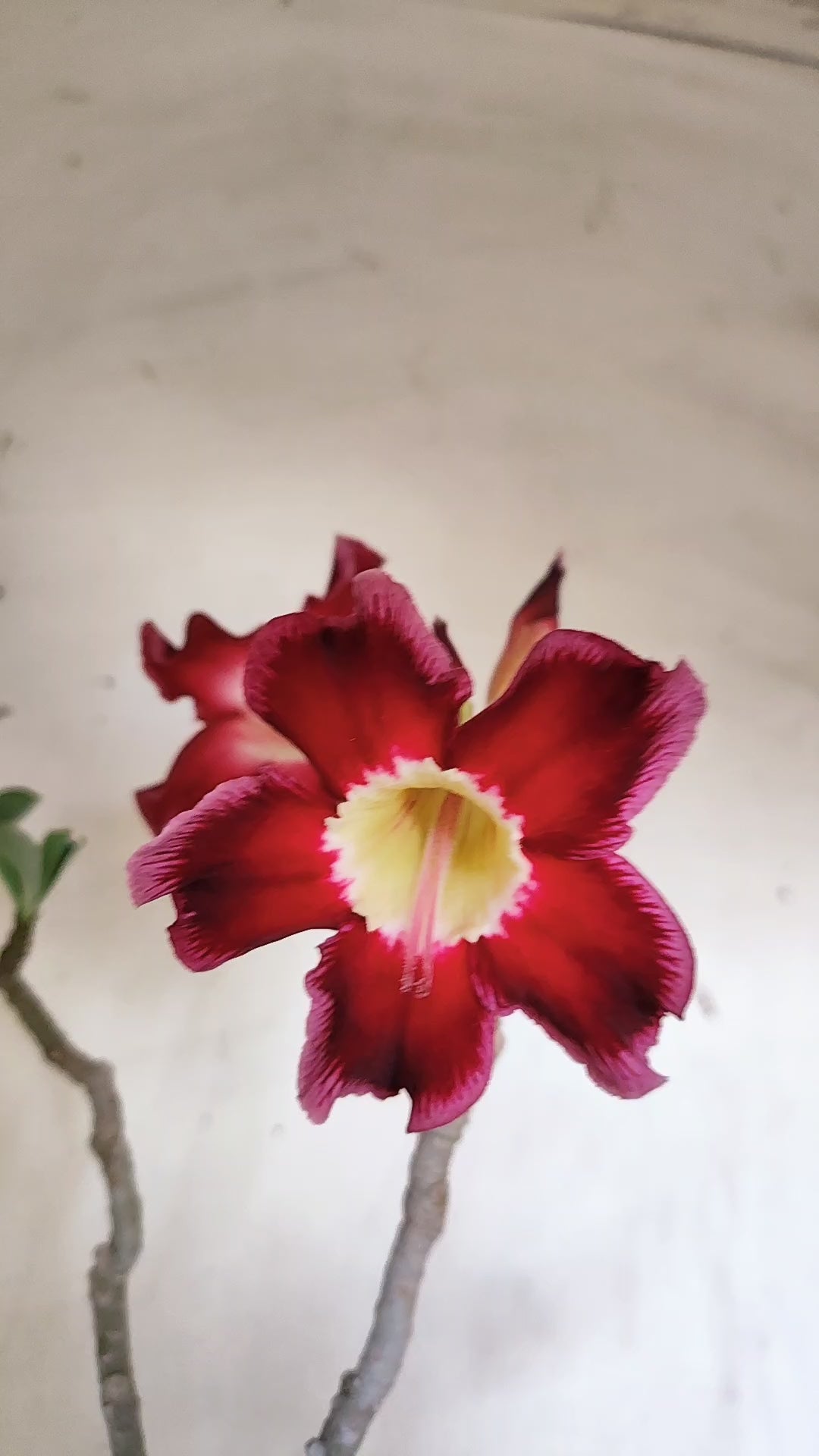 Planta Simples 3600 – 40cm – 03 anos - vaso 17