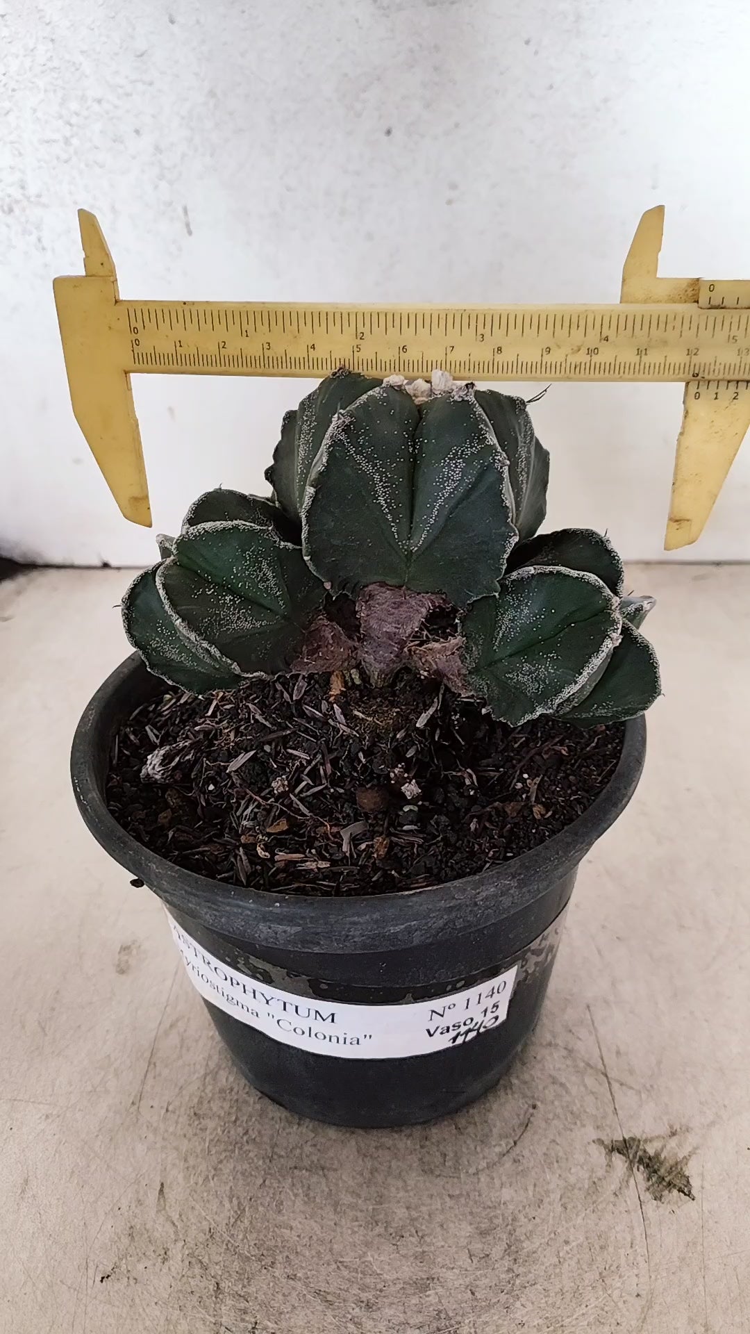 MATRIZ ASTROPHYTUM MYRIOSTIGMA "Colônia" Nº 1140 – vaso 15