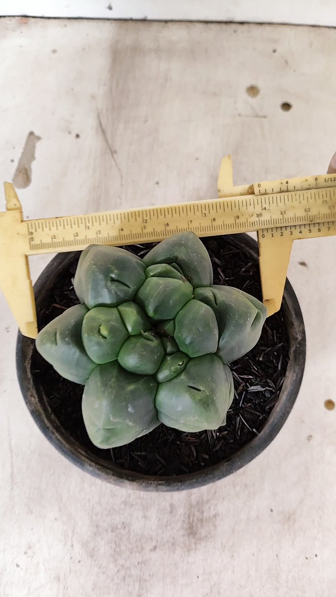 ASTROPHYTUM MYRIOSTIGMA cv KIKKO "Multicostatum - 6 quinas "  Nº 40 – vaso 15