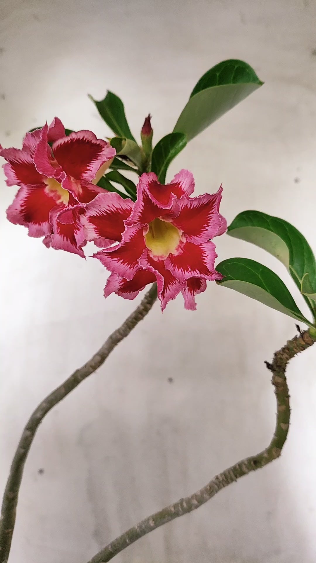 Planta Dobrada 4033 – 35cm – 03 anos - Vaso 15