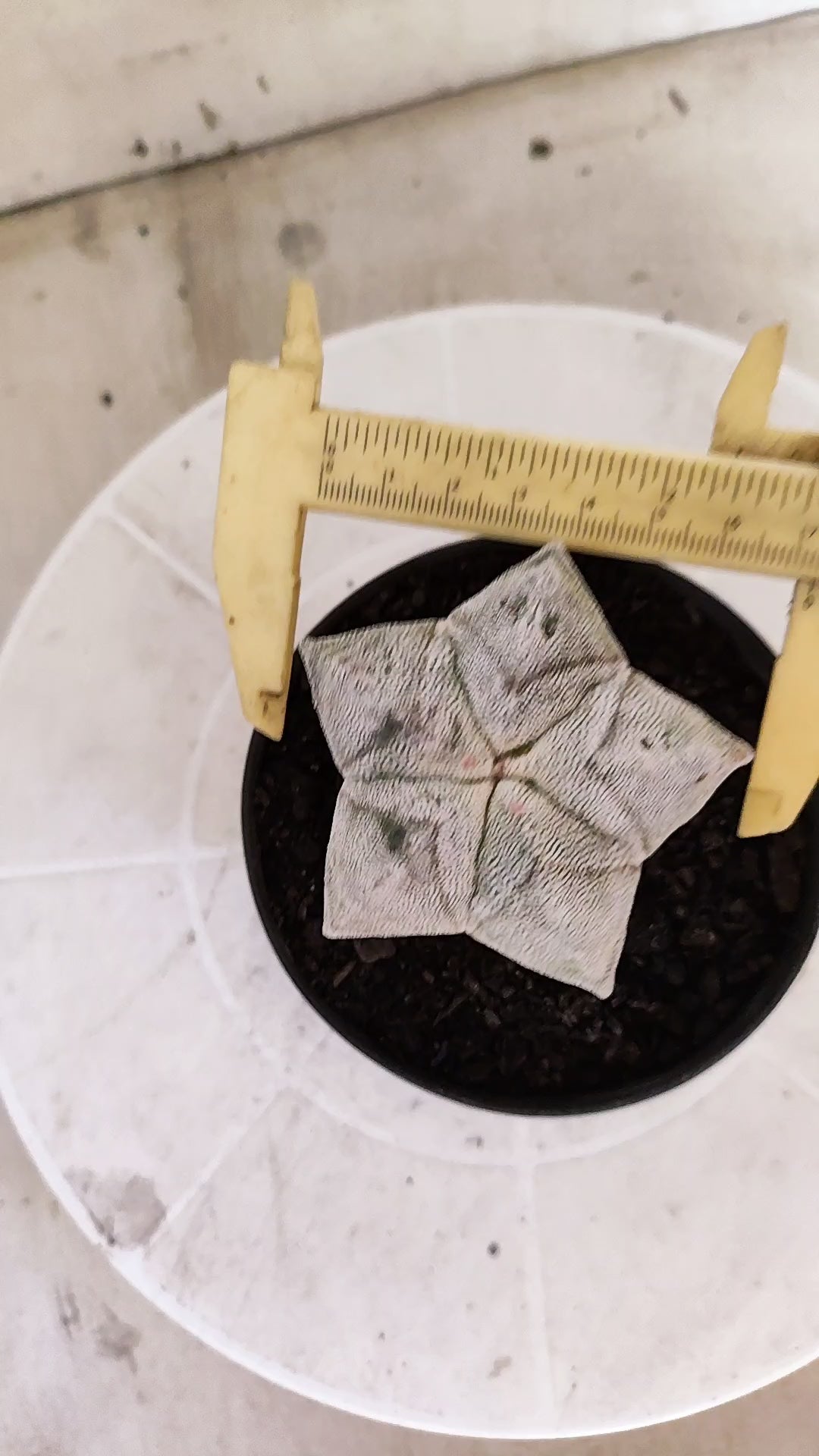 ASTROPHYTUM MYRIOSTIGMA Onzuka  Nº 1860 – vaso 11