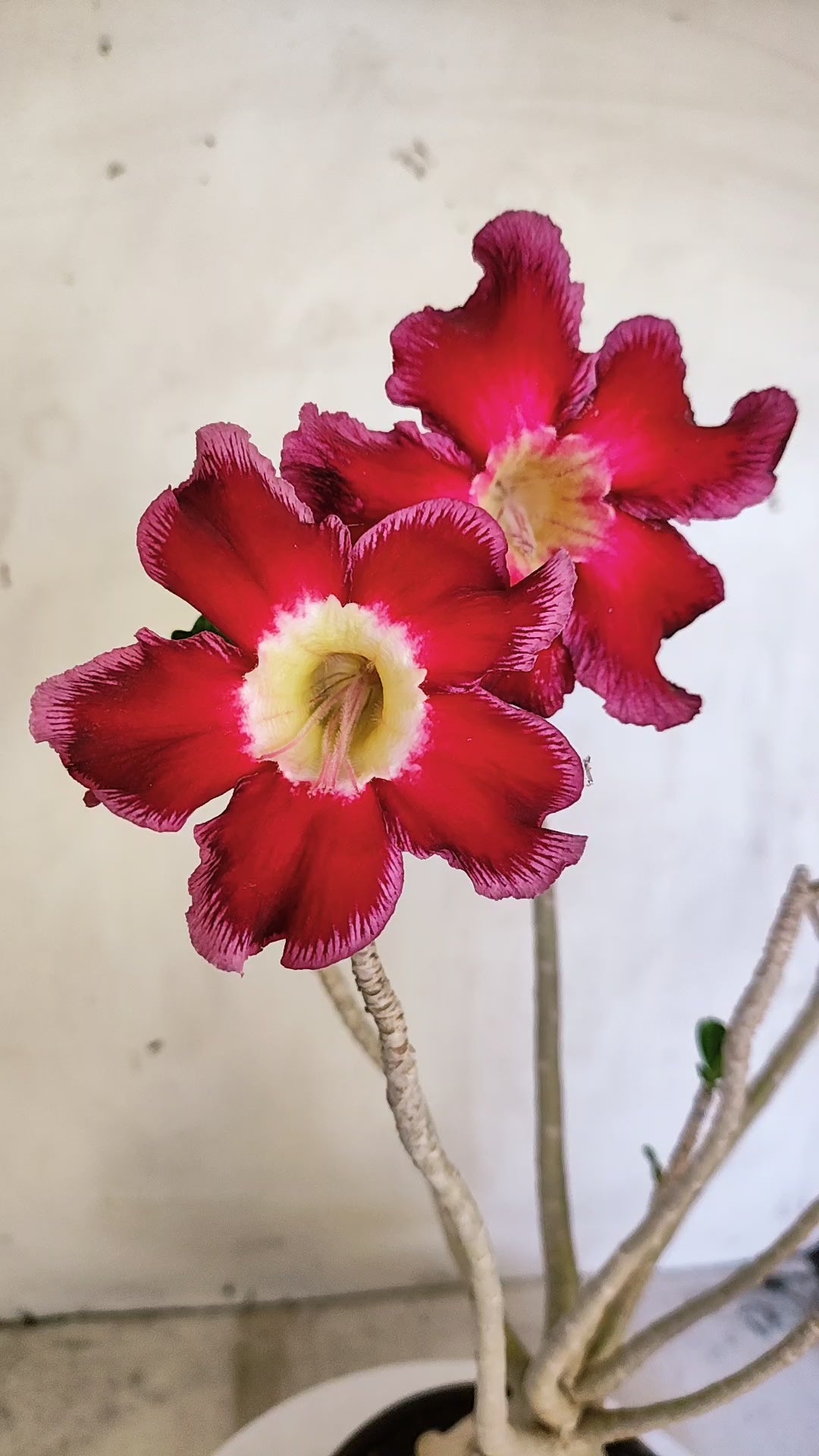 Planta Simples 3613 – 35cm – 03 anos