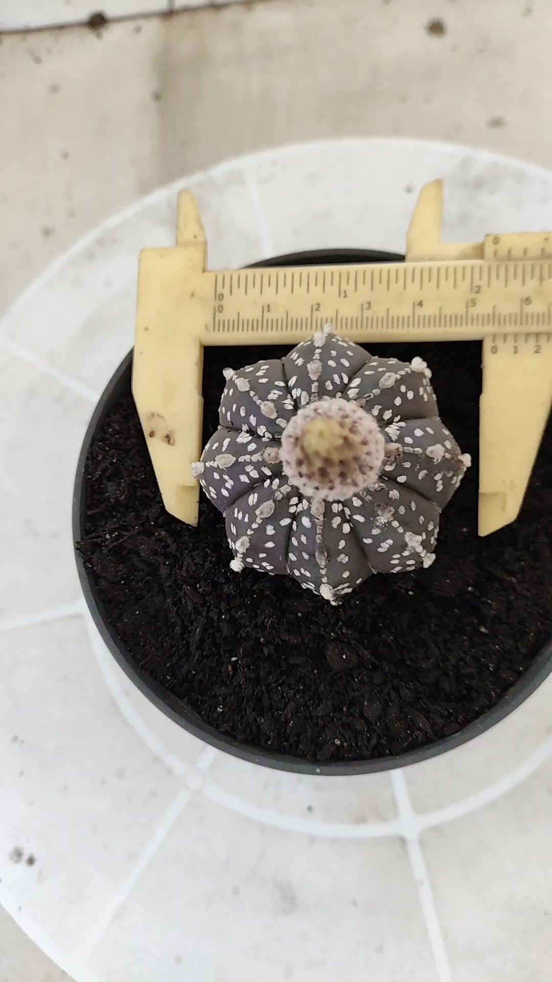ASTROPHYTUM ASTERIAS SUPER KABUTO "Purple" Nº 1394 – vaso 11