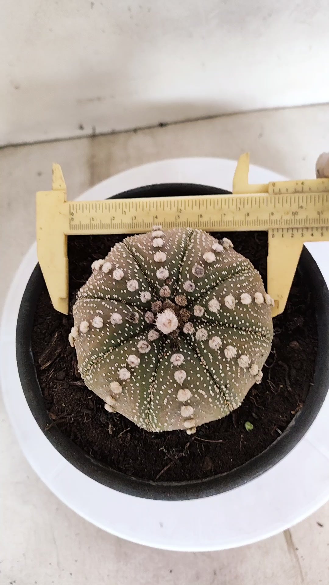 ASTROPHYTUM ASTERIAS "STAR SHAPE"   Nº 1158 – vaso 15