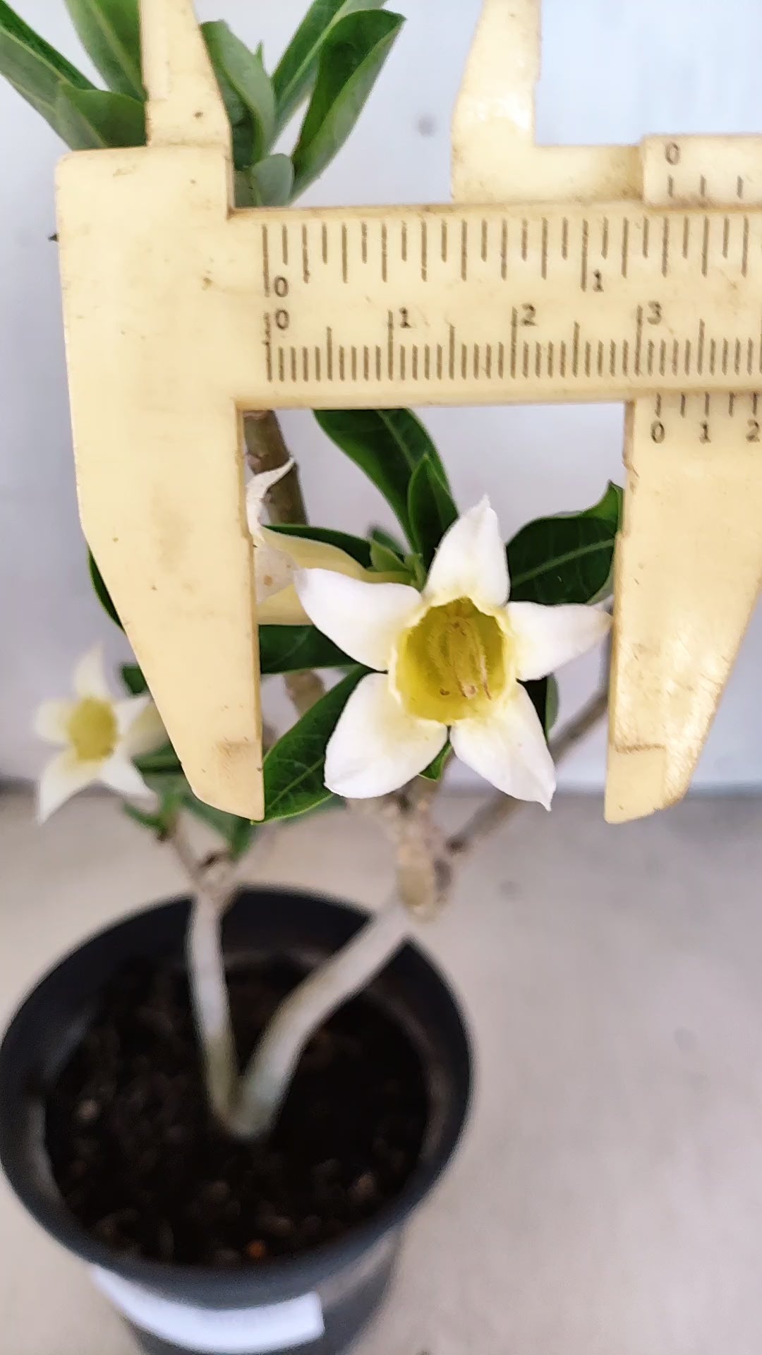Planta Simples 3561 – 30cm – 02 anos (FLOR PEQUENA)