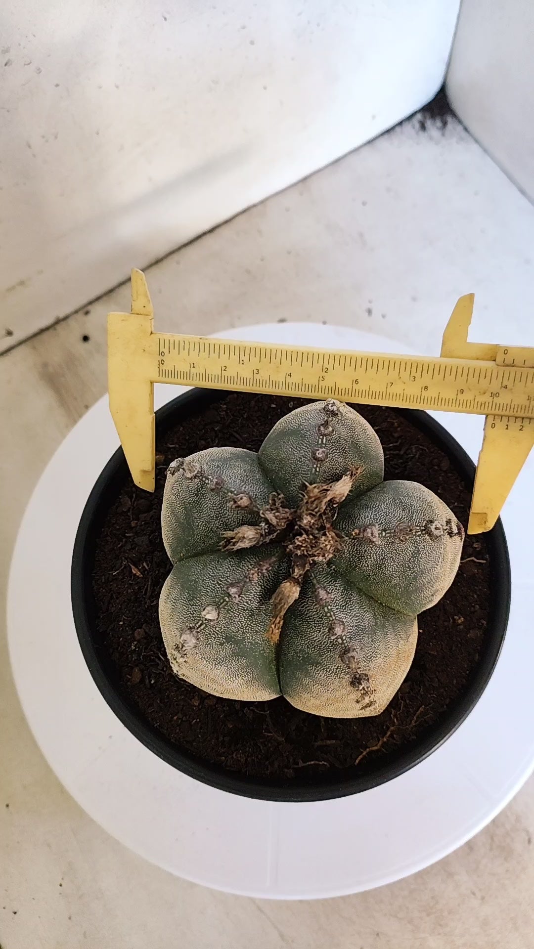 ASTROPHYTUM MYRIOSTIGMA Nº 223 – vaso 15