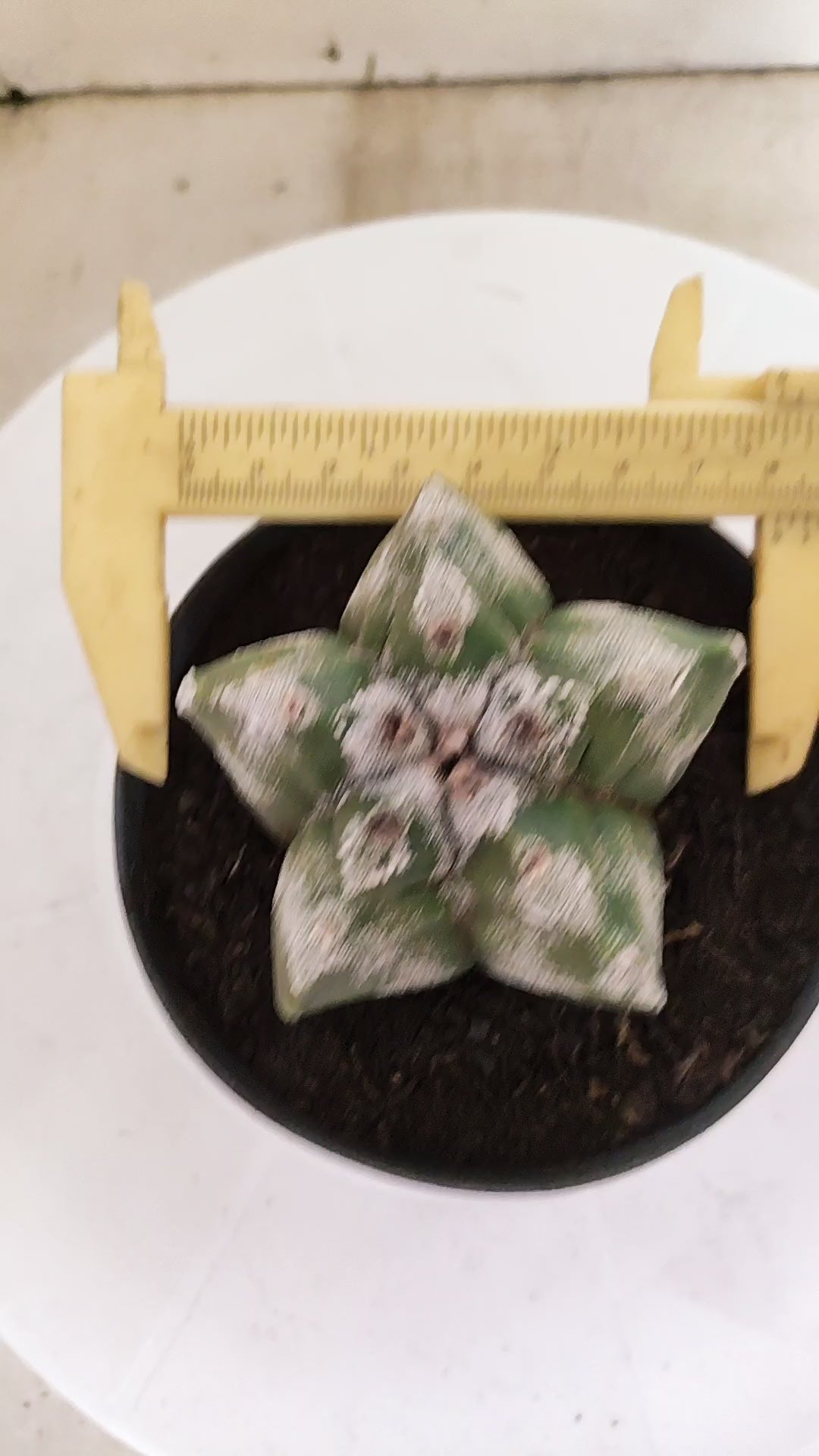 MATRIZ ASTROPHYTUM cv KIKKO Nº 267 – vaso 11