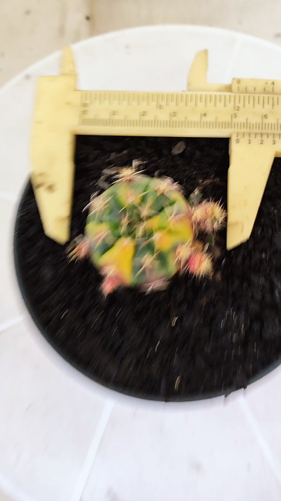 GYMNOCALYCIUM DAMSII Variegata Nº 1410 – vaso 11 (Cópia)